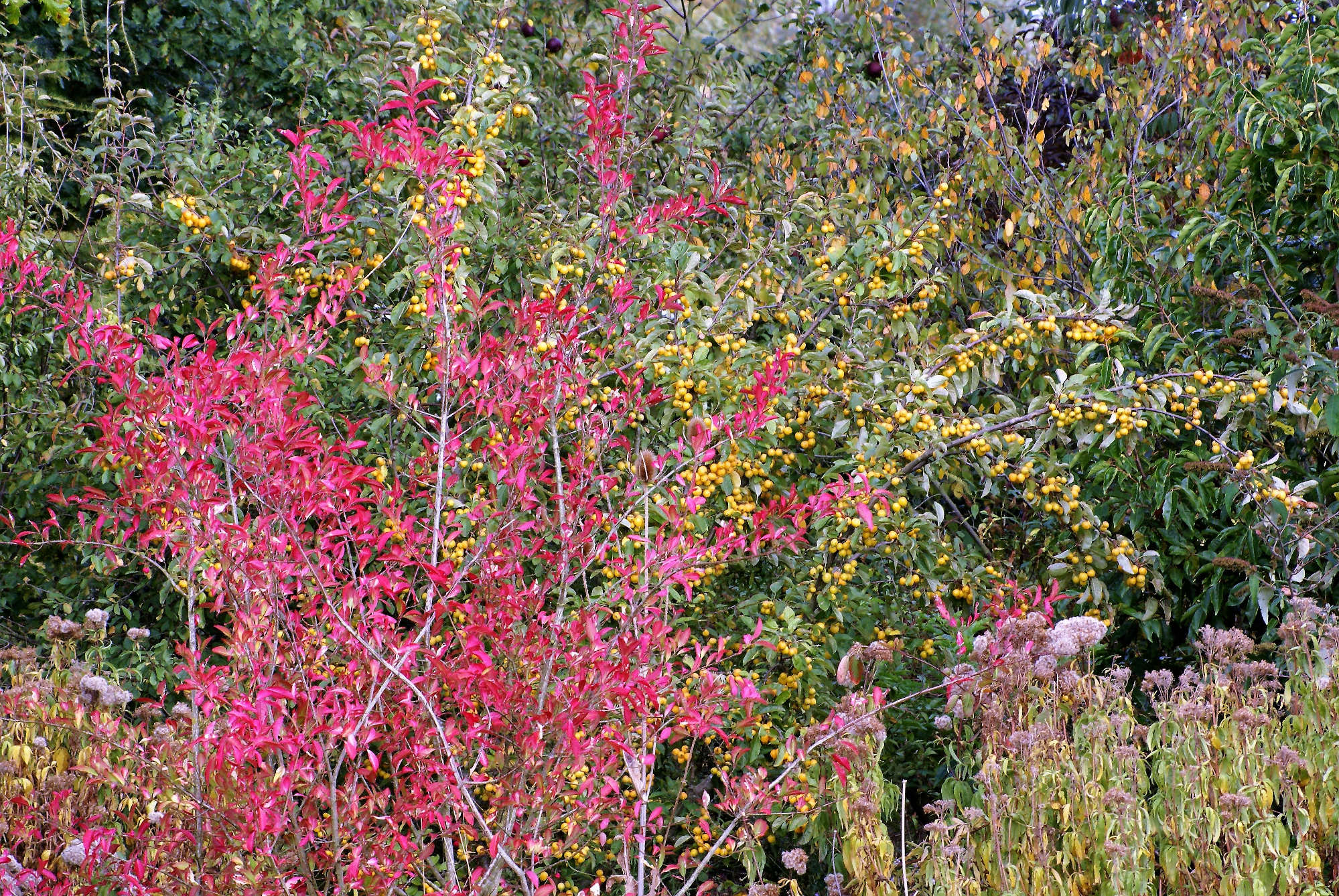 Spindle Tree autumn colour
