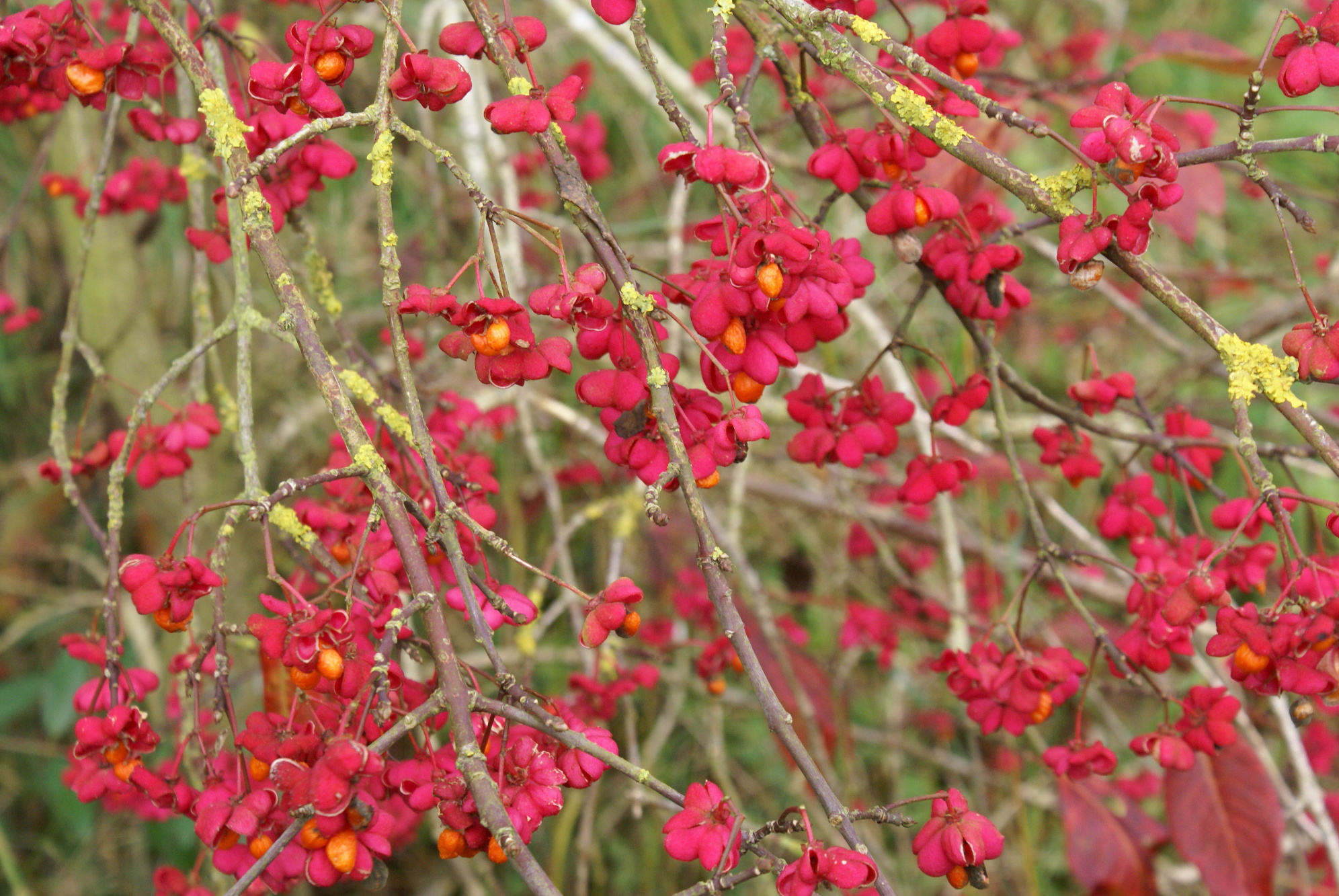 Spindle tree fruits
