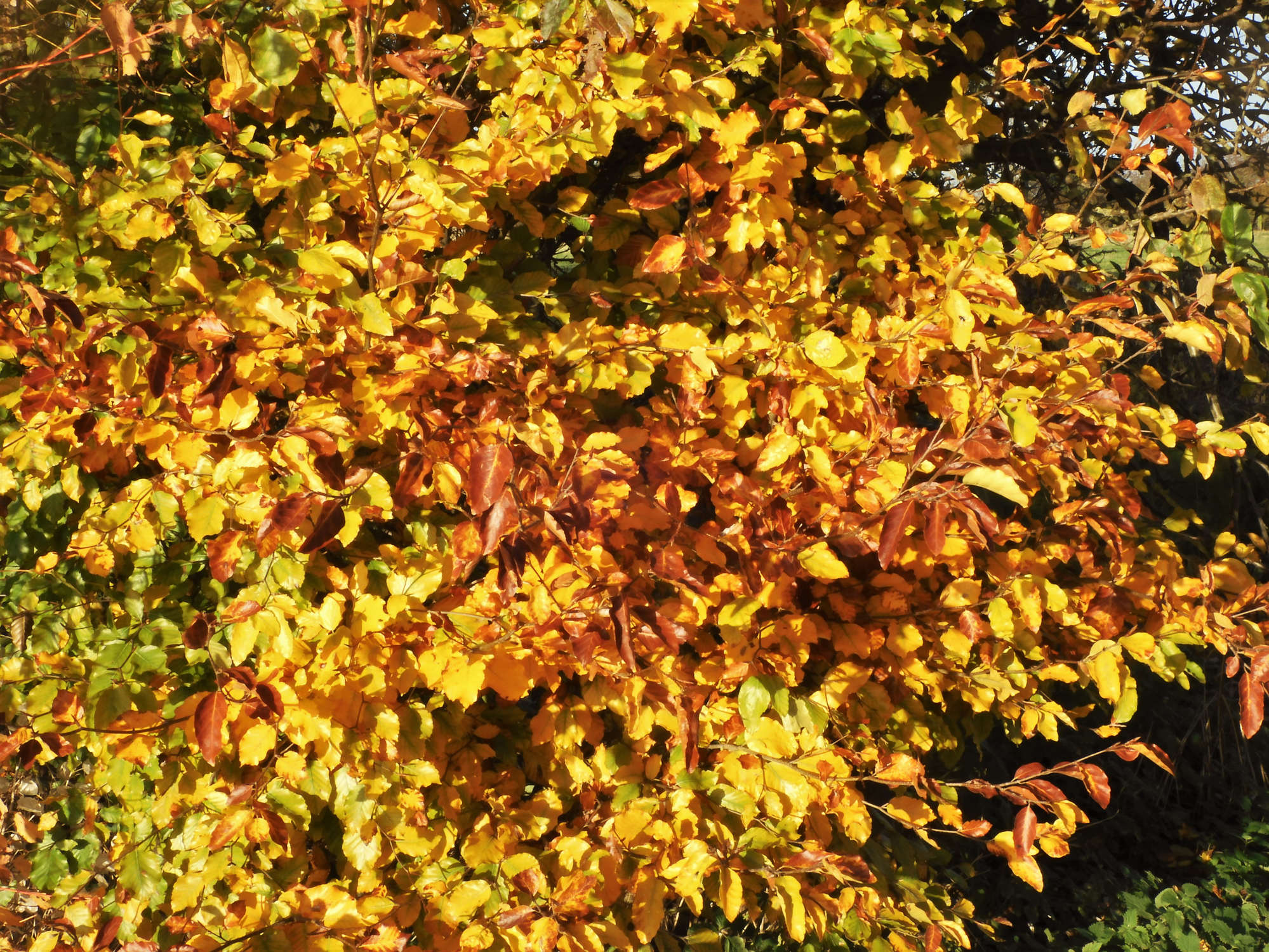 vibrant beech leaves