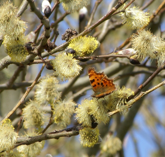 Comma feeding on pussy willow
