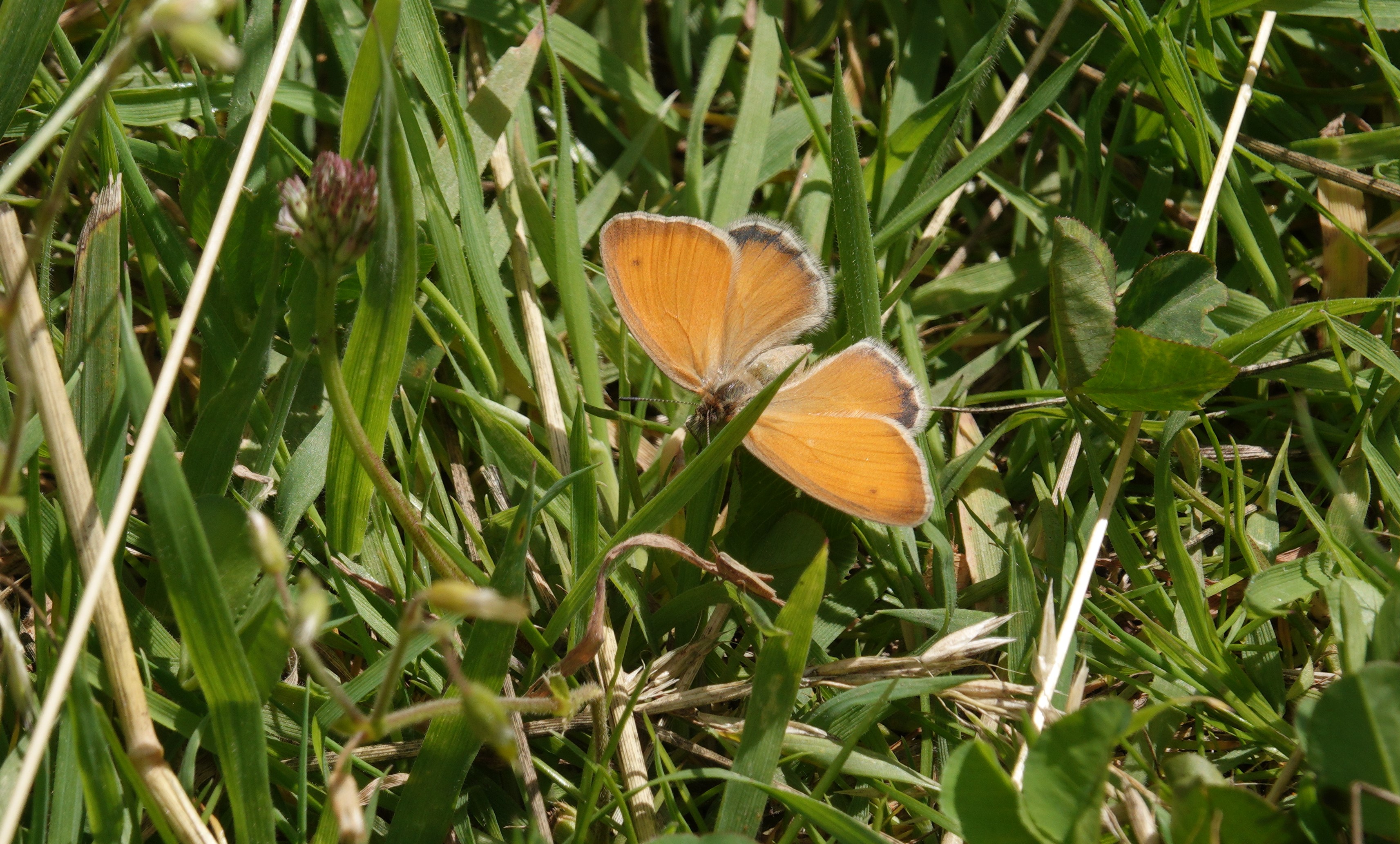 Rare shot of Small Heath open-winged