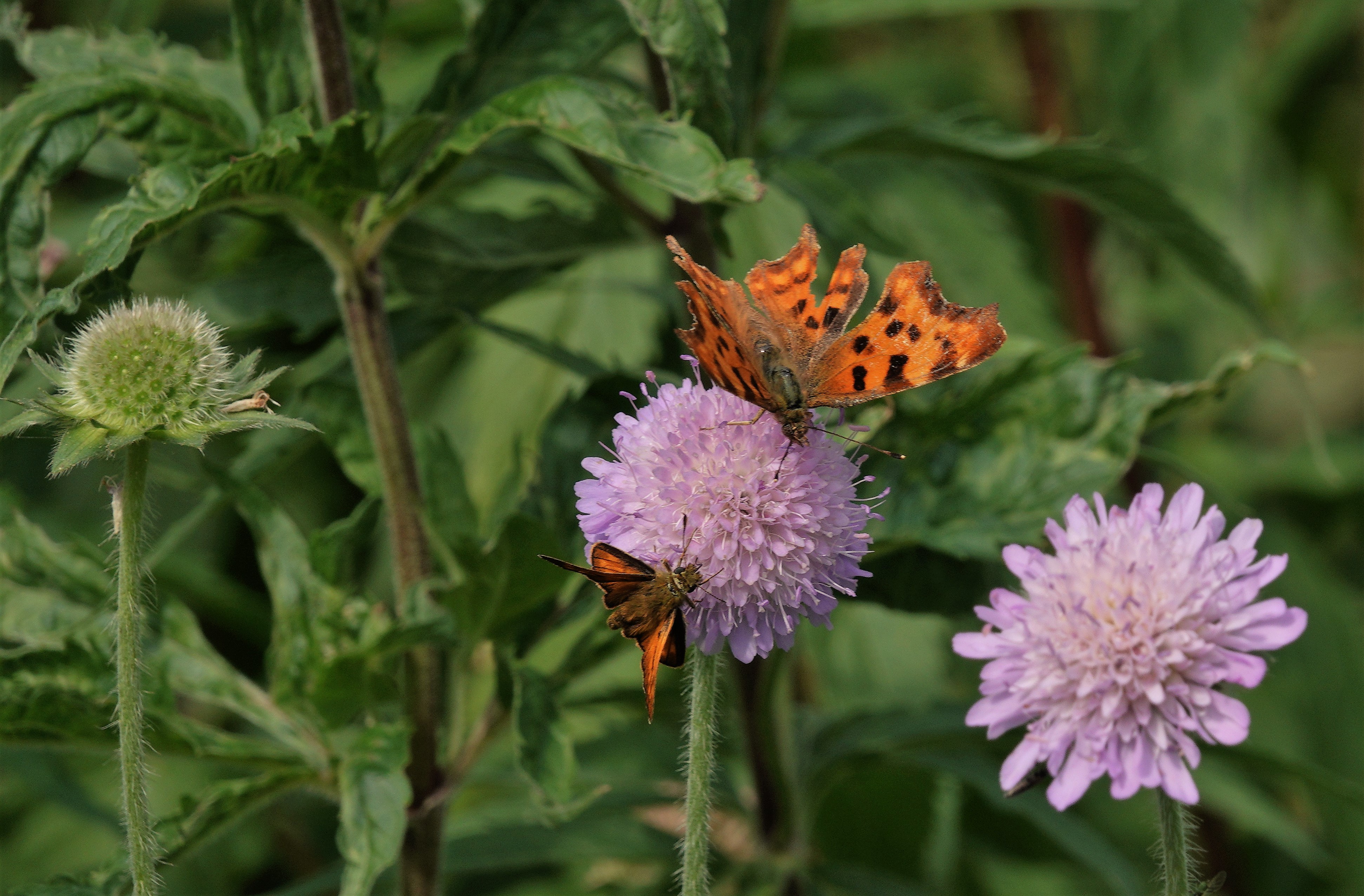 Comma and Large Skipper
