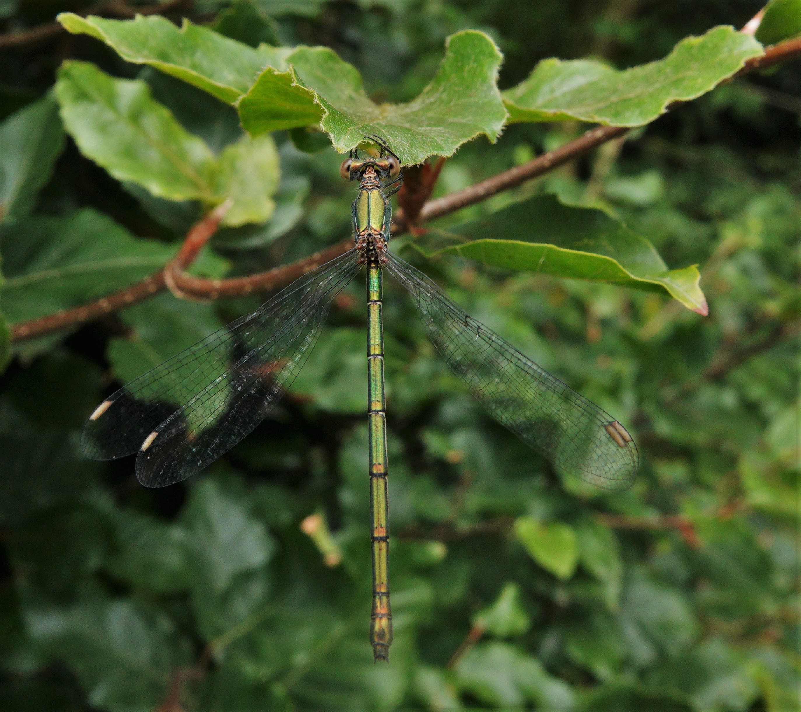 Second year for the Willow Emerald damselfly