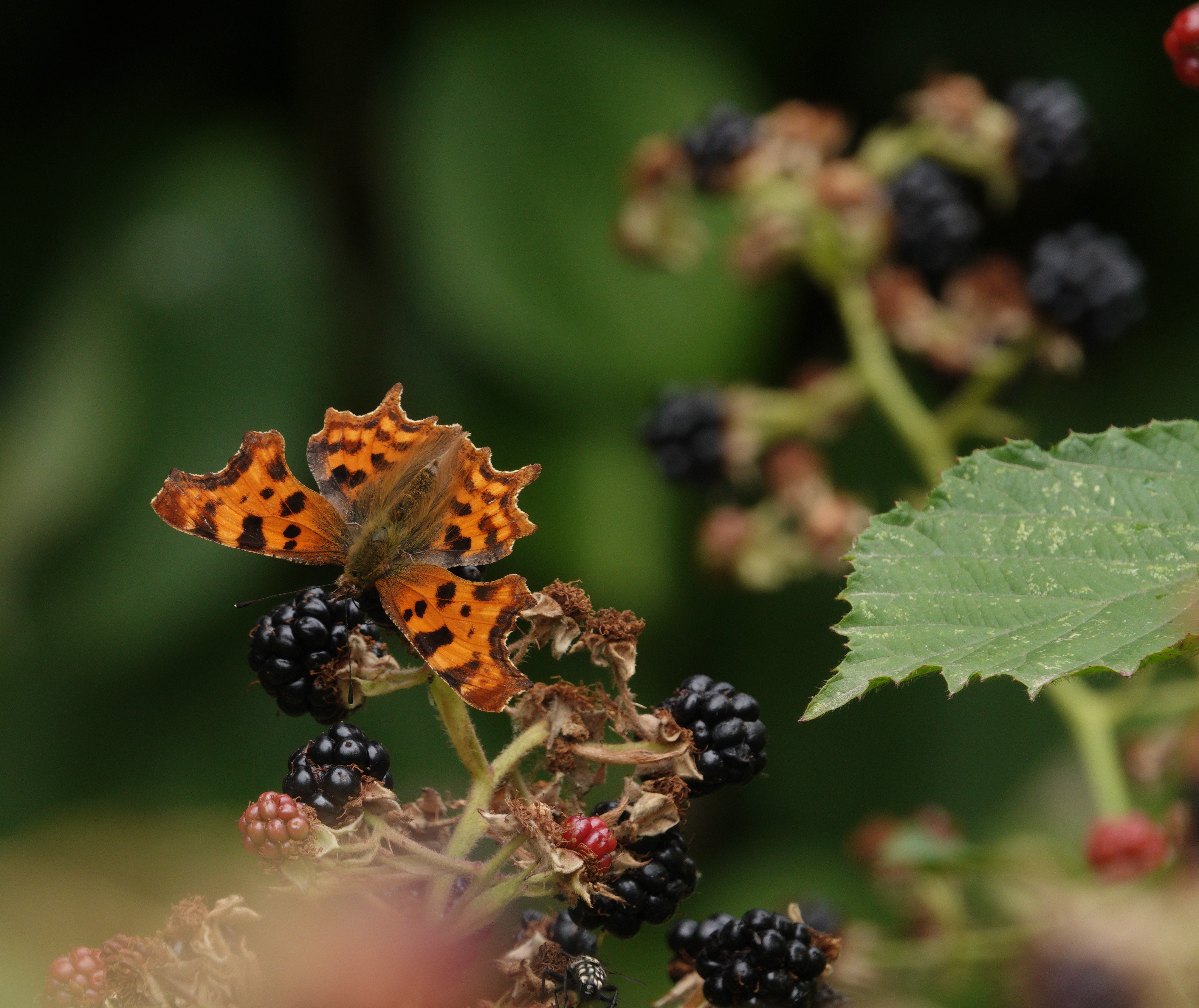 Comma feeding from blackberries