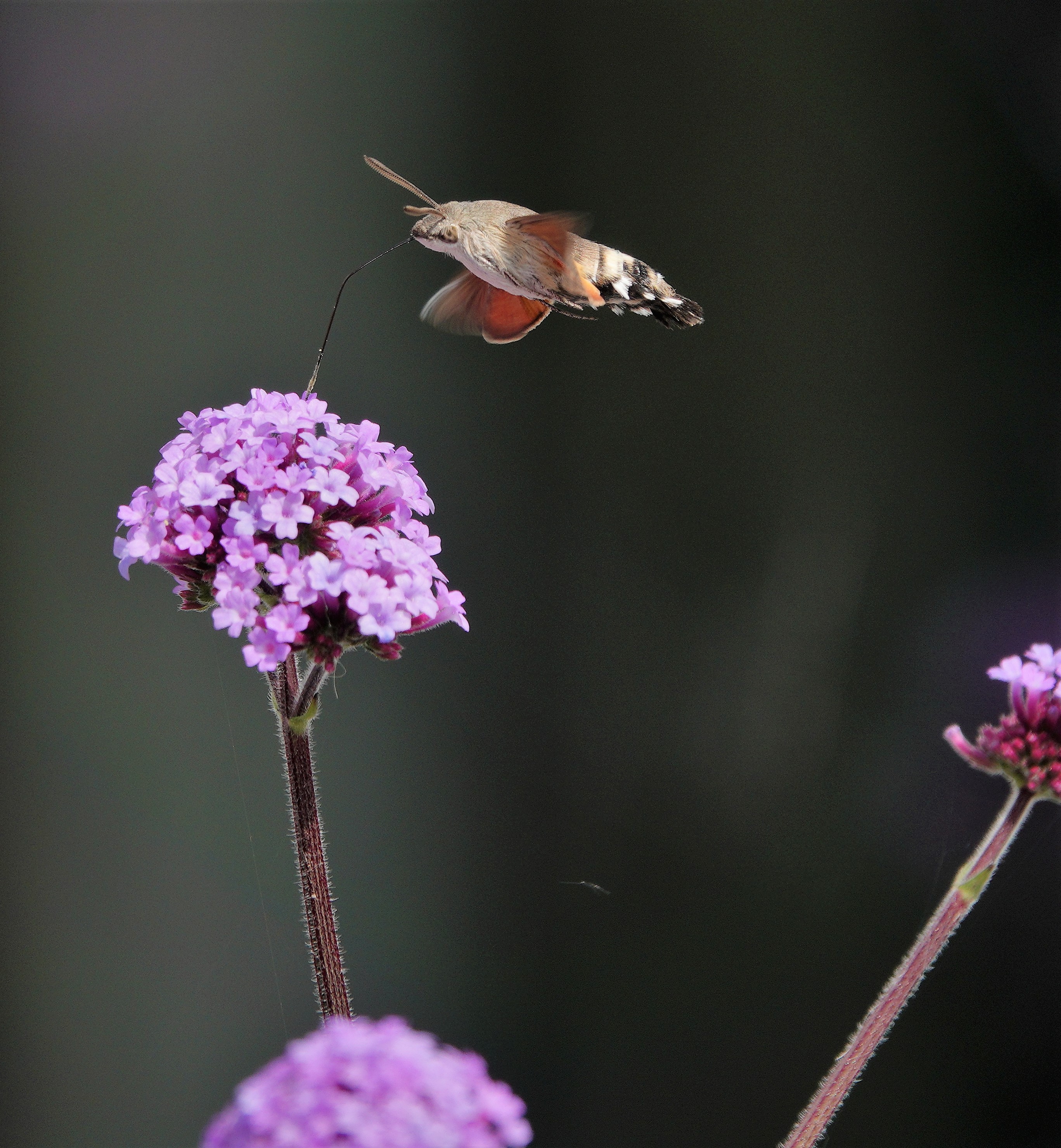 1. Humming-bird Hawk-moth hovering above verbena bonariensis, taking nectar in flight