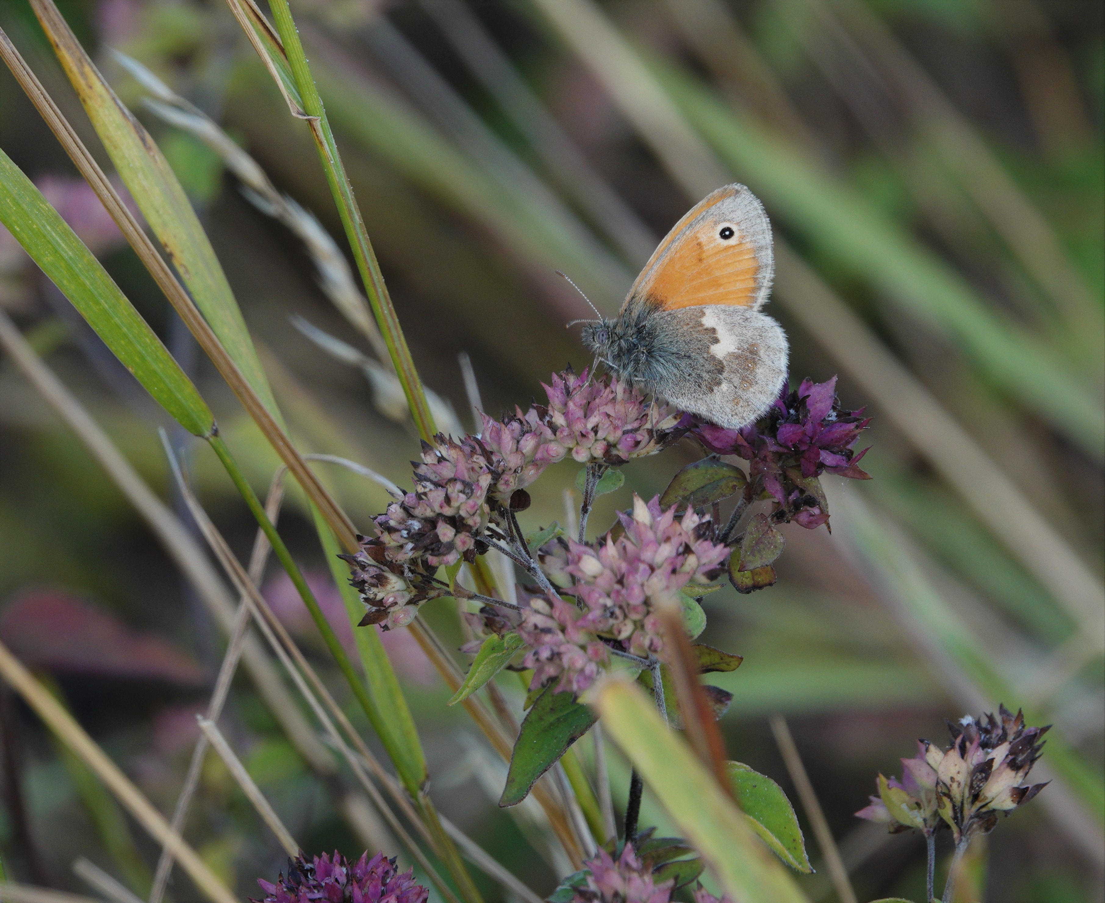A typical Small Heath with the one spot per forewing