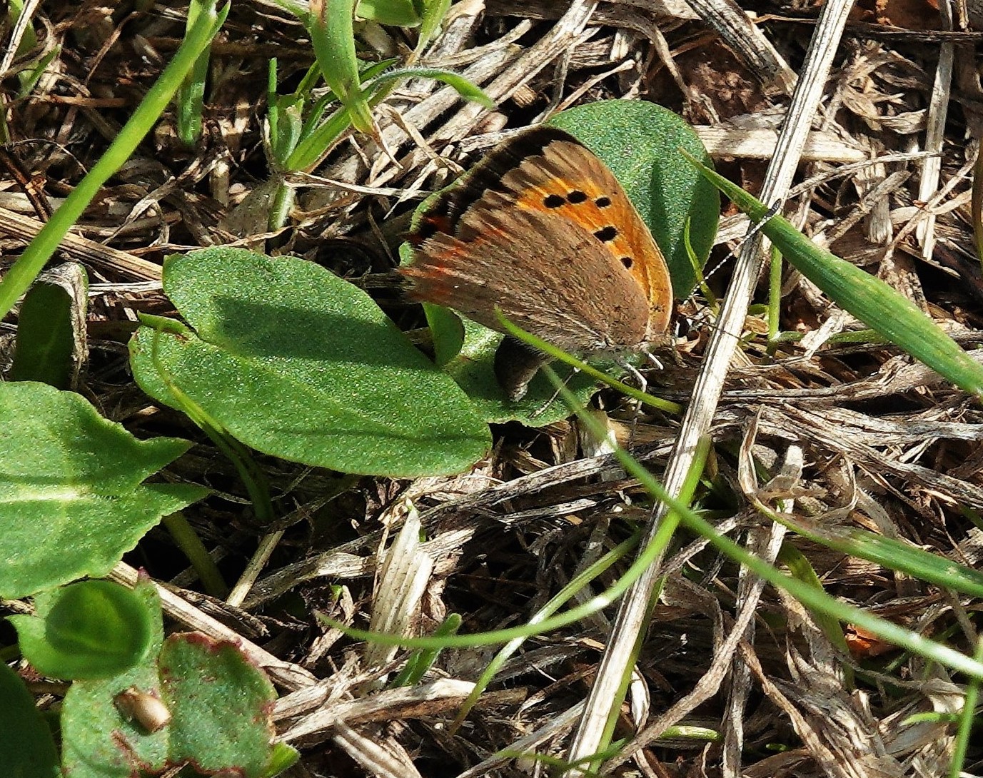 Small Copper egg-laying on common sorrel