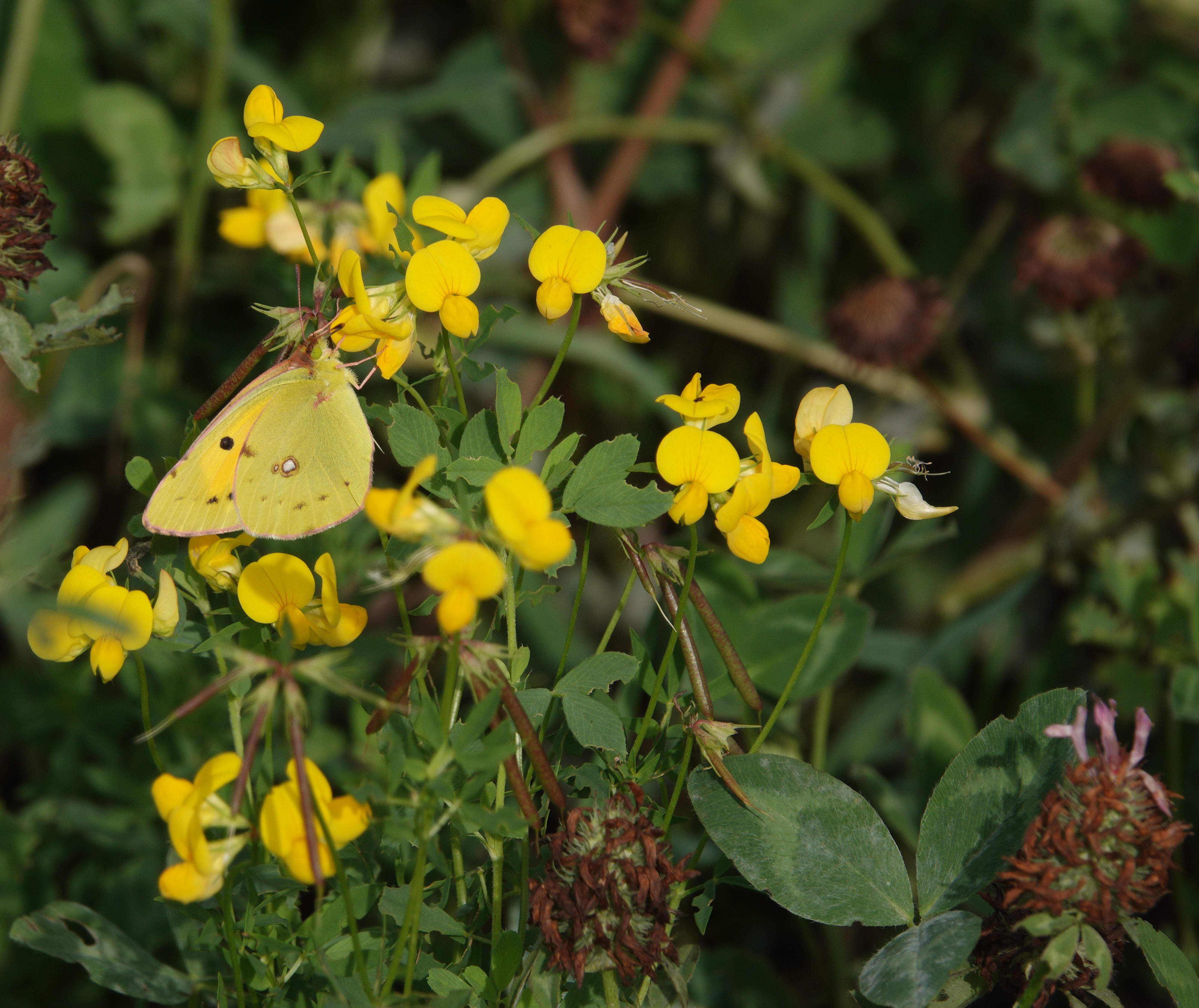 Clouded Yellow nectaring on bird's-foot trefoil