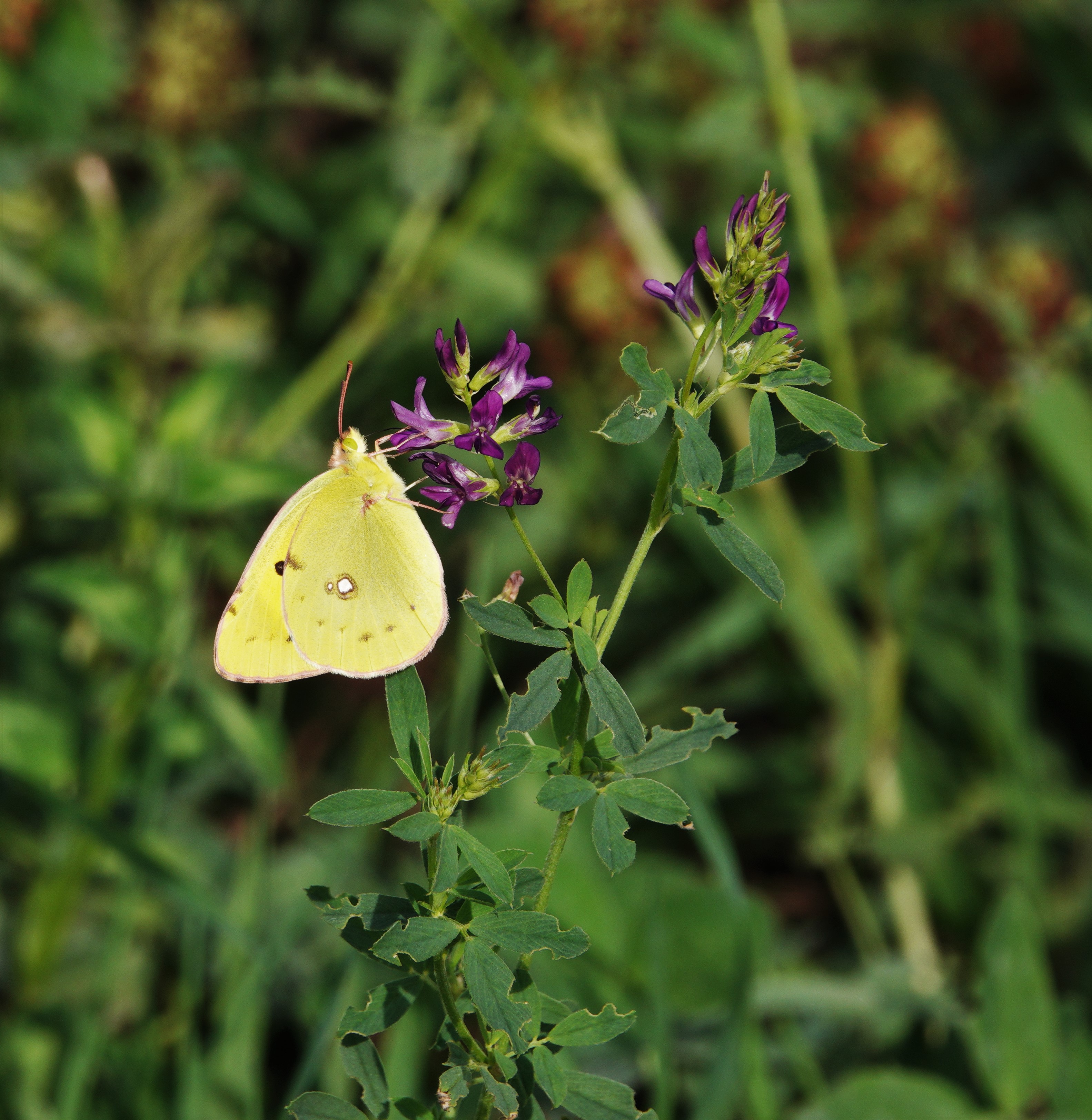 Clouded Yellow nectaring on purple vetch