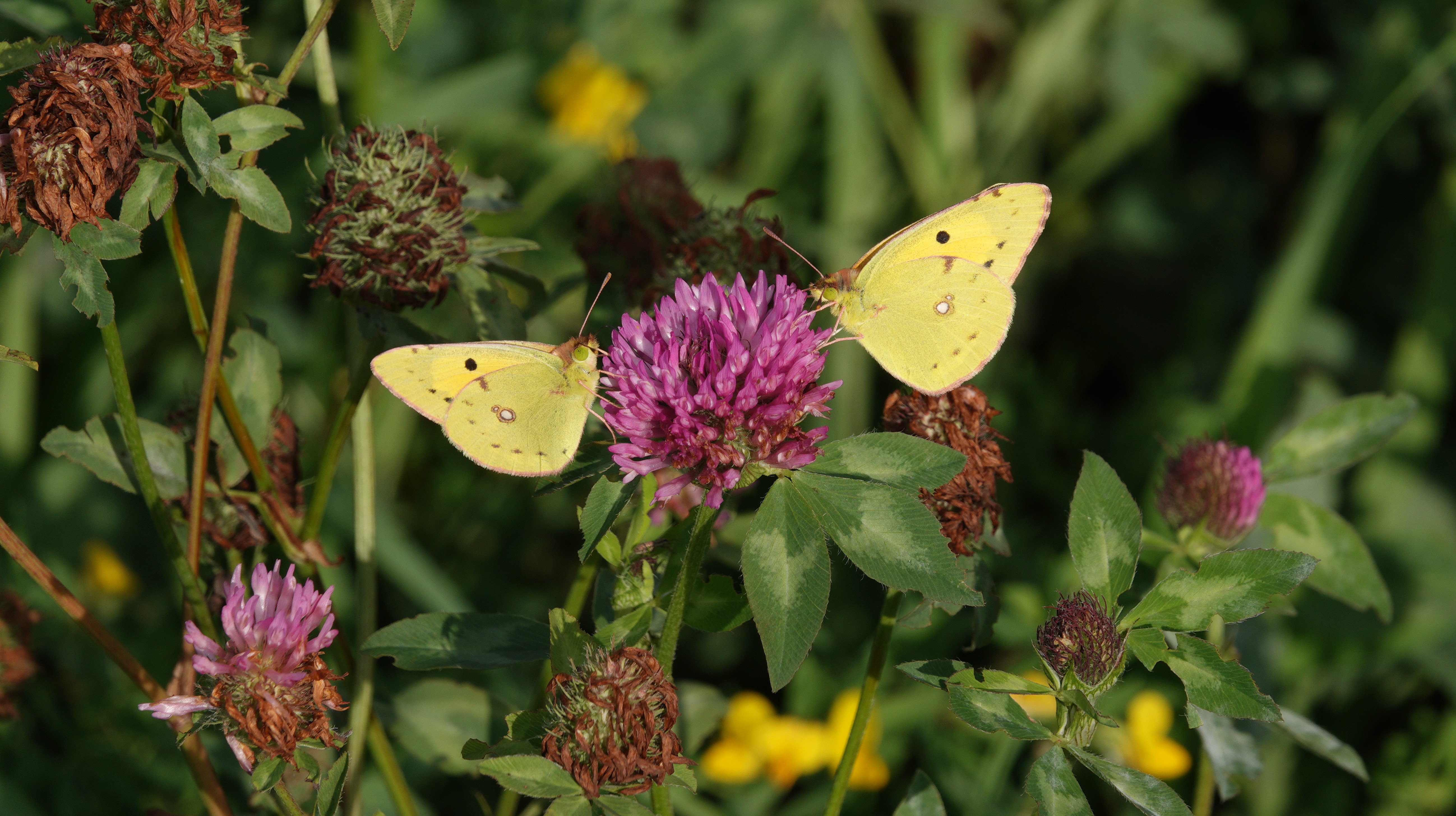 A couple of Clouded Yellows having a meet up over a clover lunch