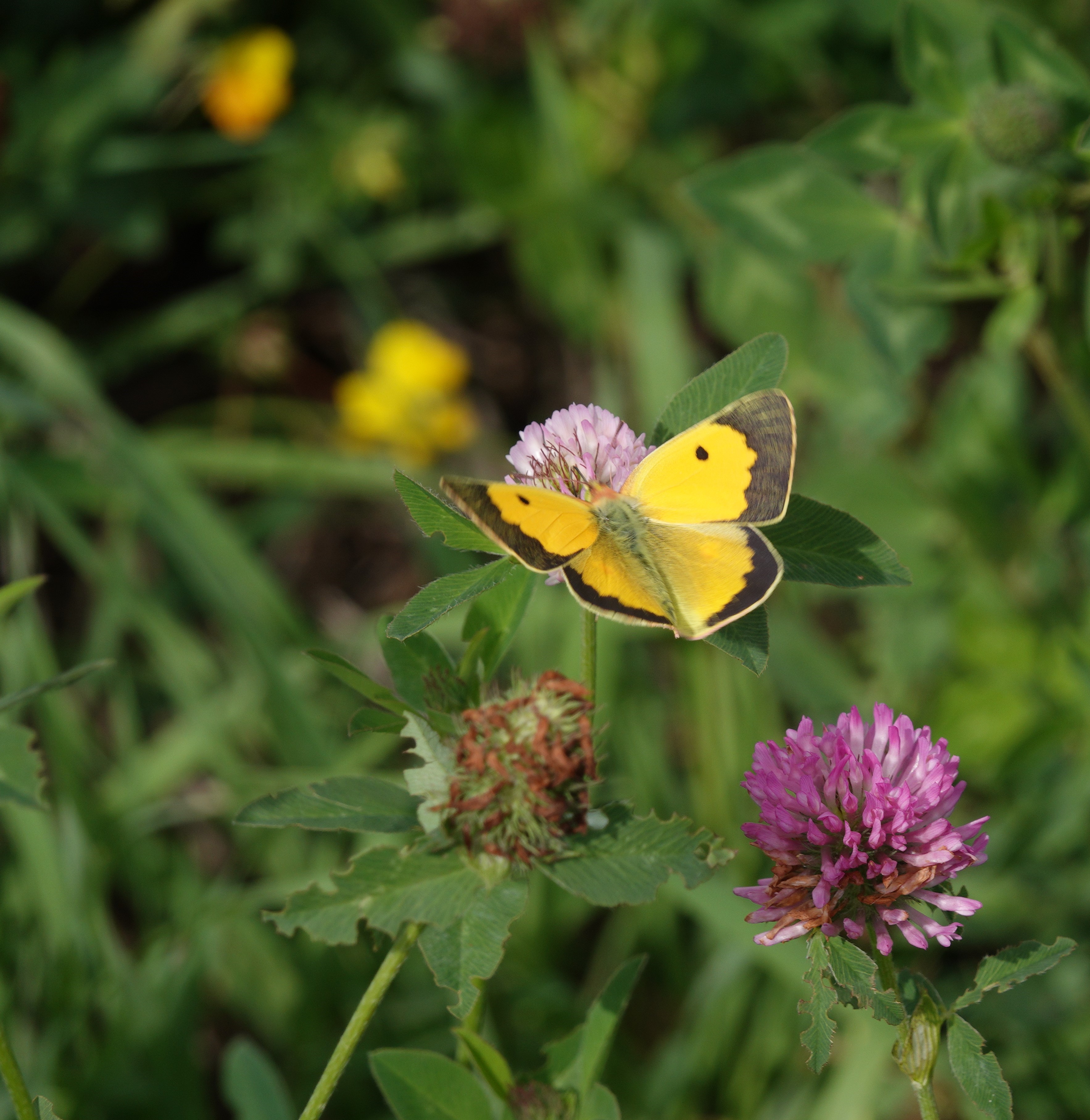 A rare open-winged shot of a male Clouded Yellow