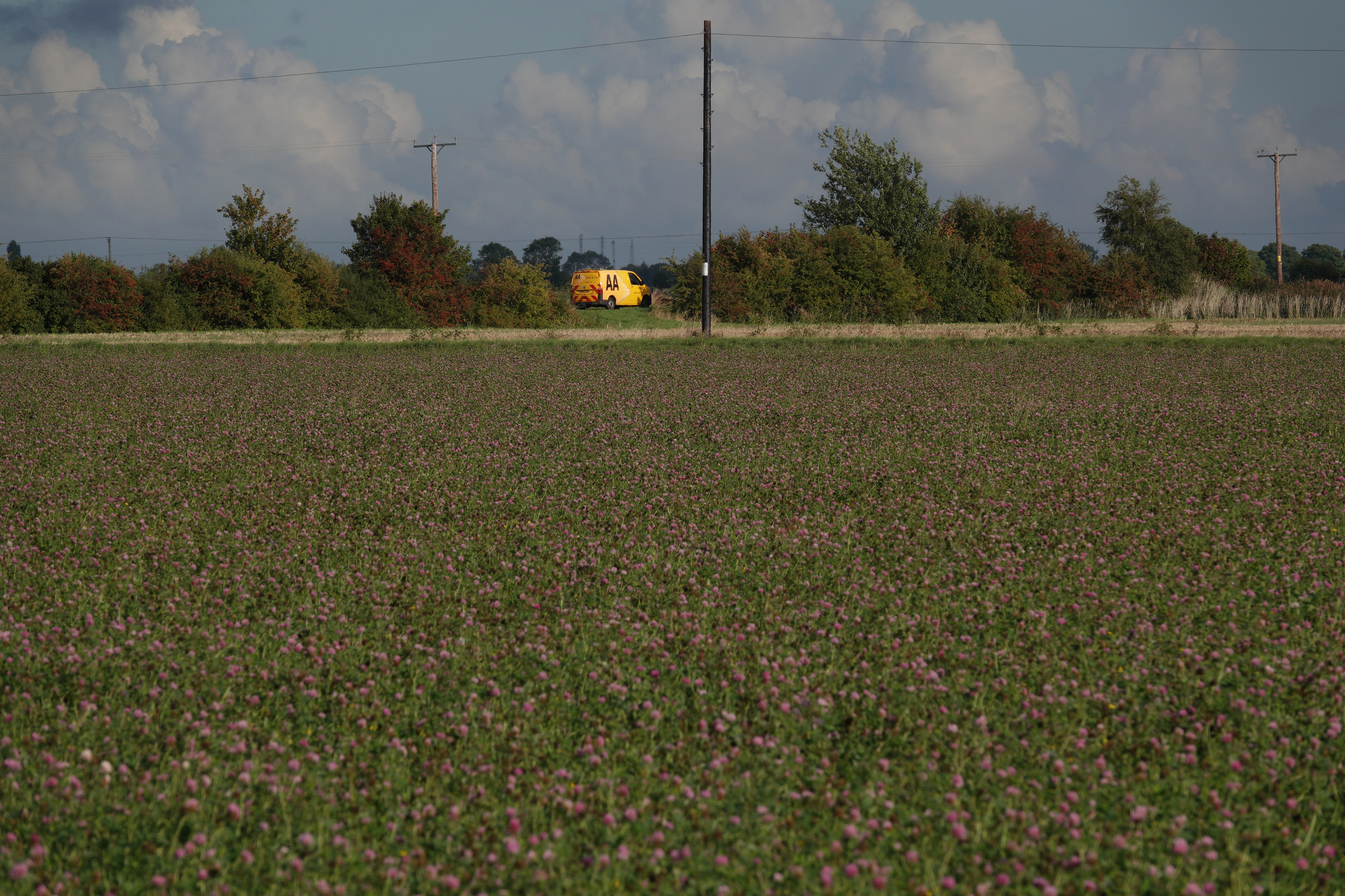 The Clouded Yellows are like miniature AA vans speeding across the field.... see what I did there!
