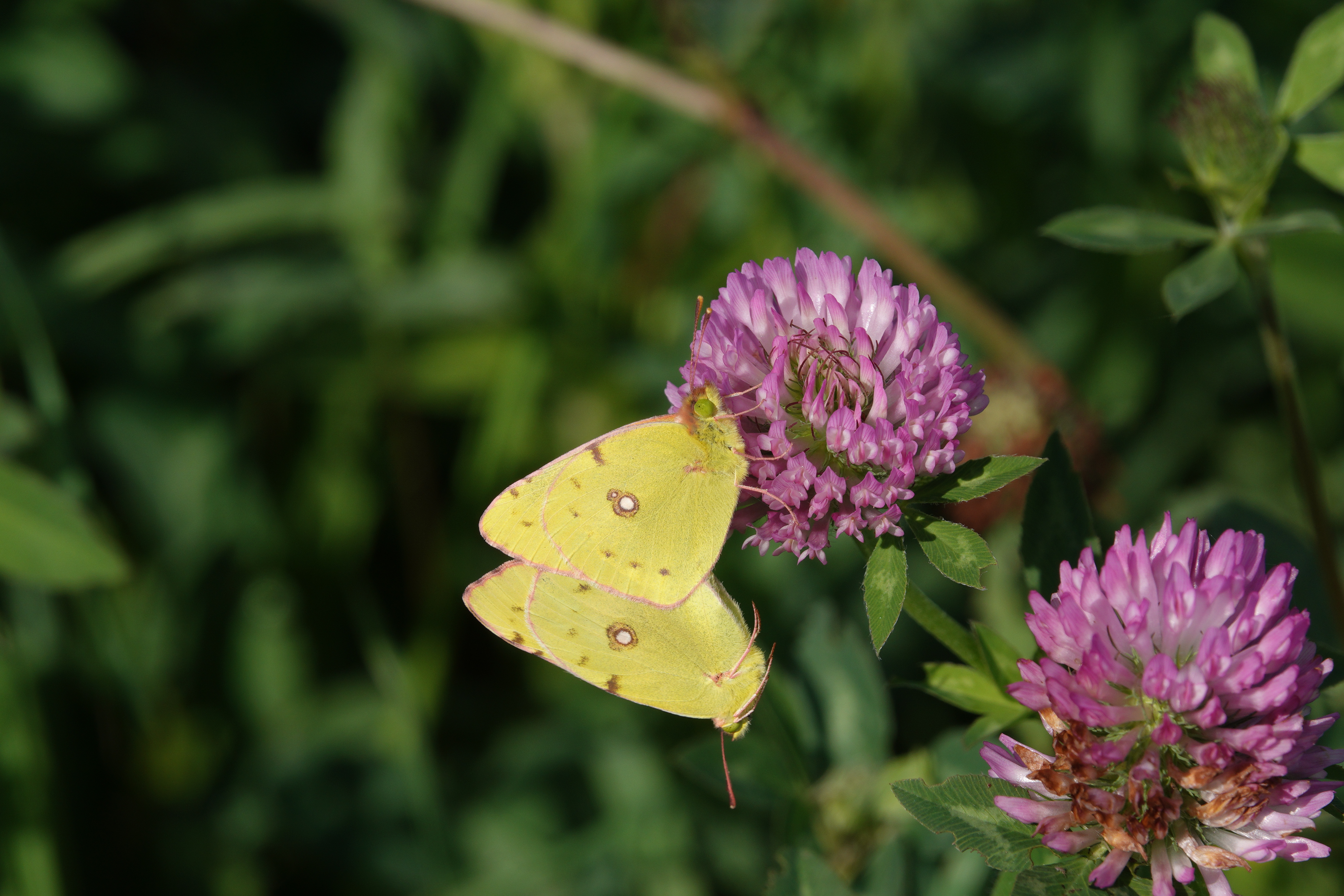 Clouded Yellows ensuring the continuation of the species. 'Just hang on in there, babe!'