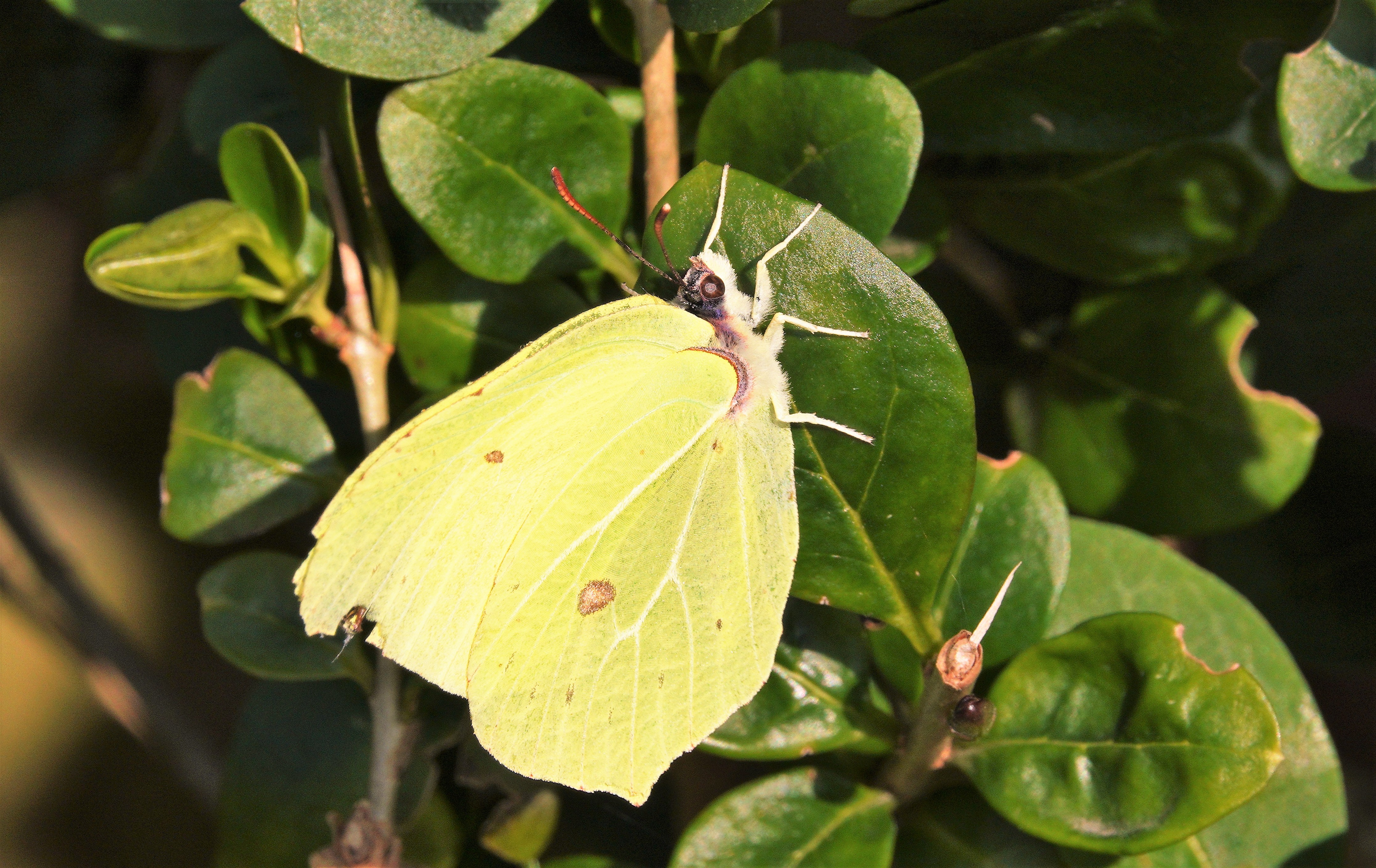 Brimstone (male) having being rudely interrupted from his hibernation.