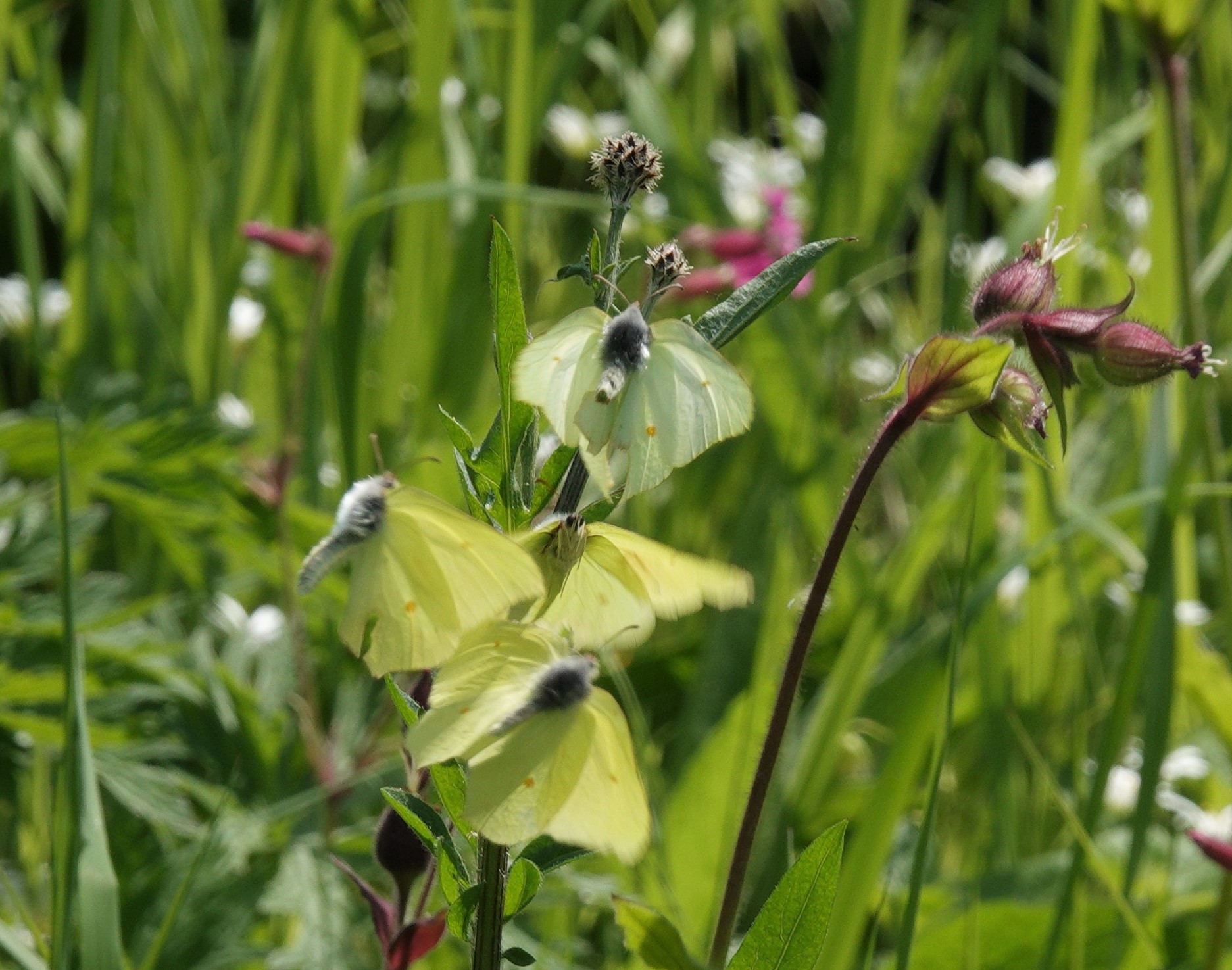 1. Three of the four male Brimstones in pursuit of the female