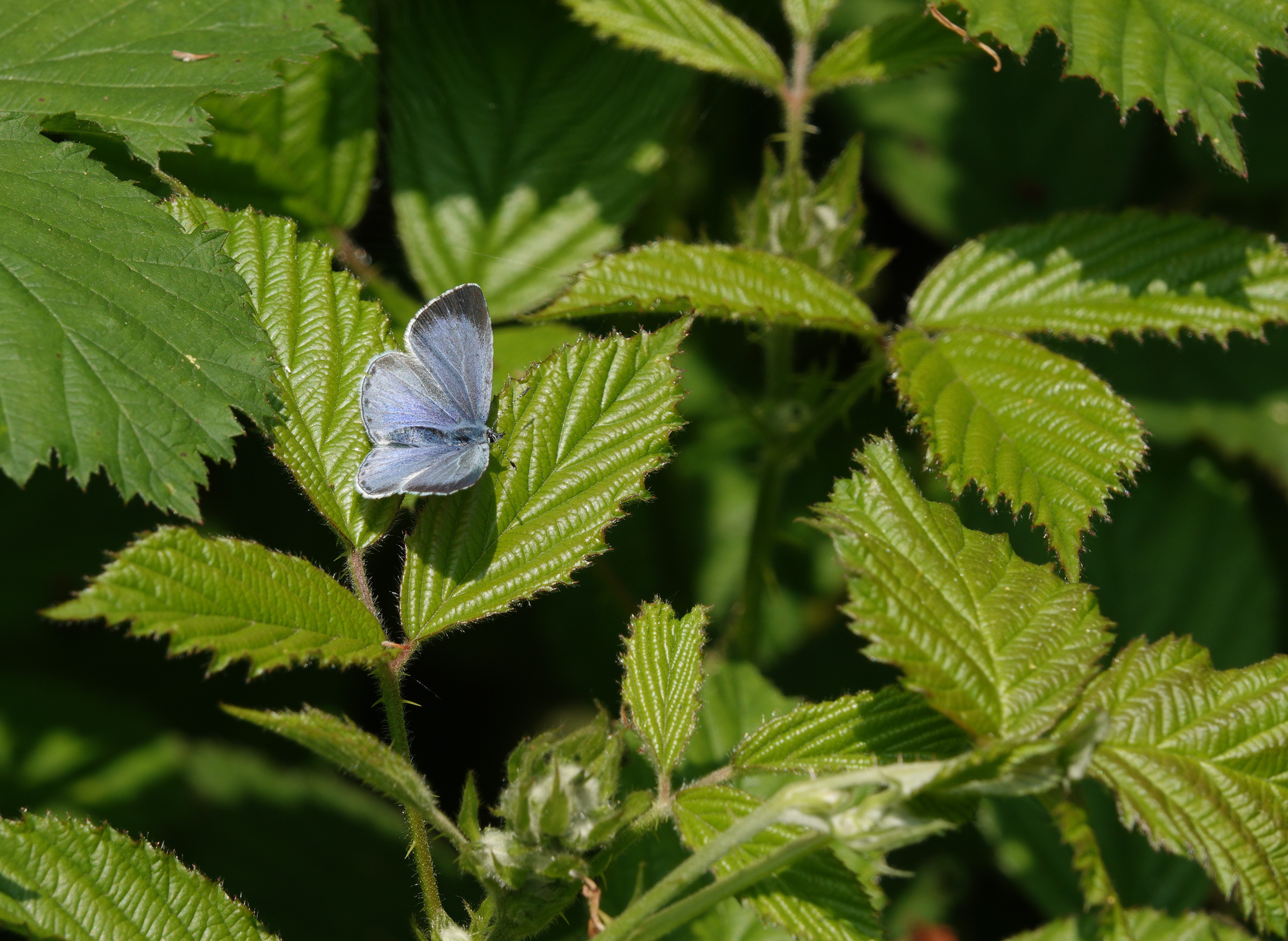 Female Holly Blue basking on bramble leaves
