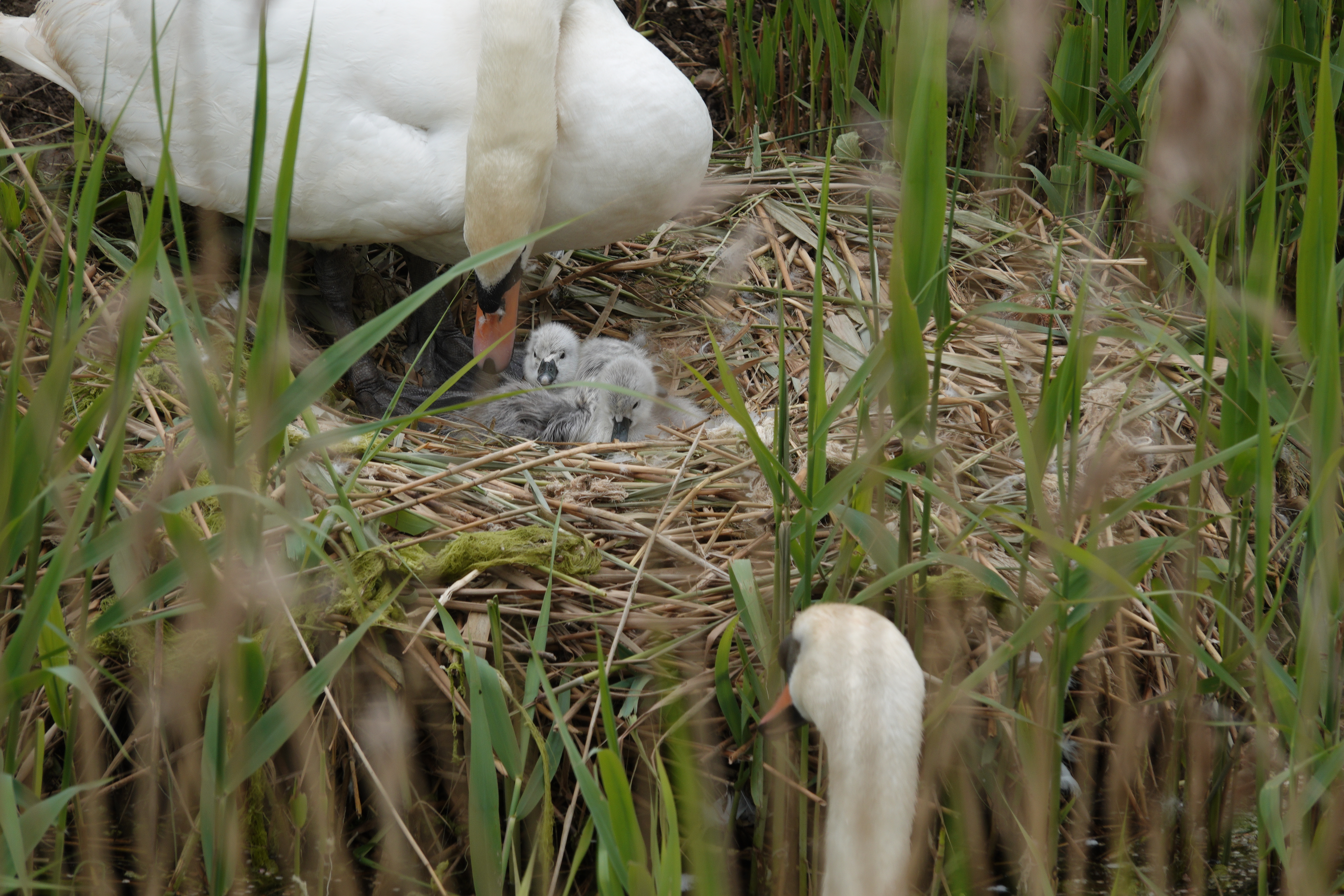 Swans with newborn cygnets