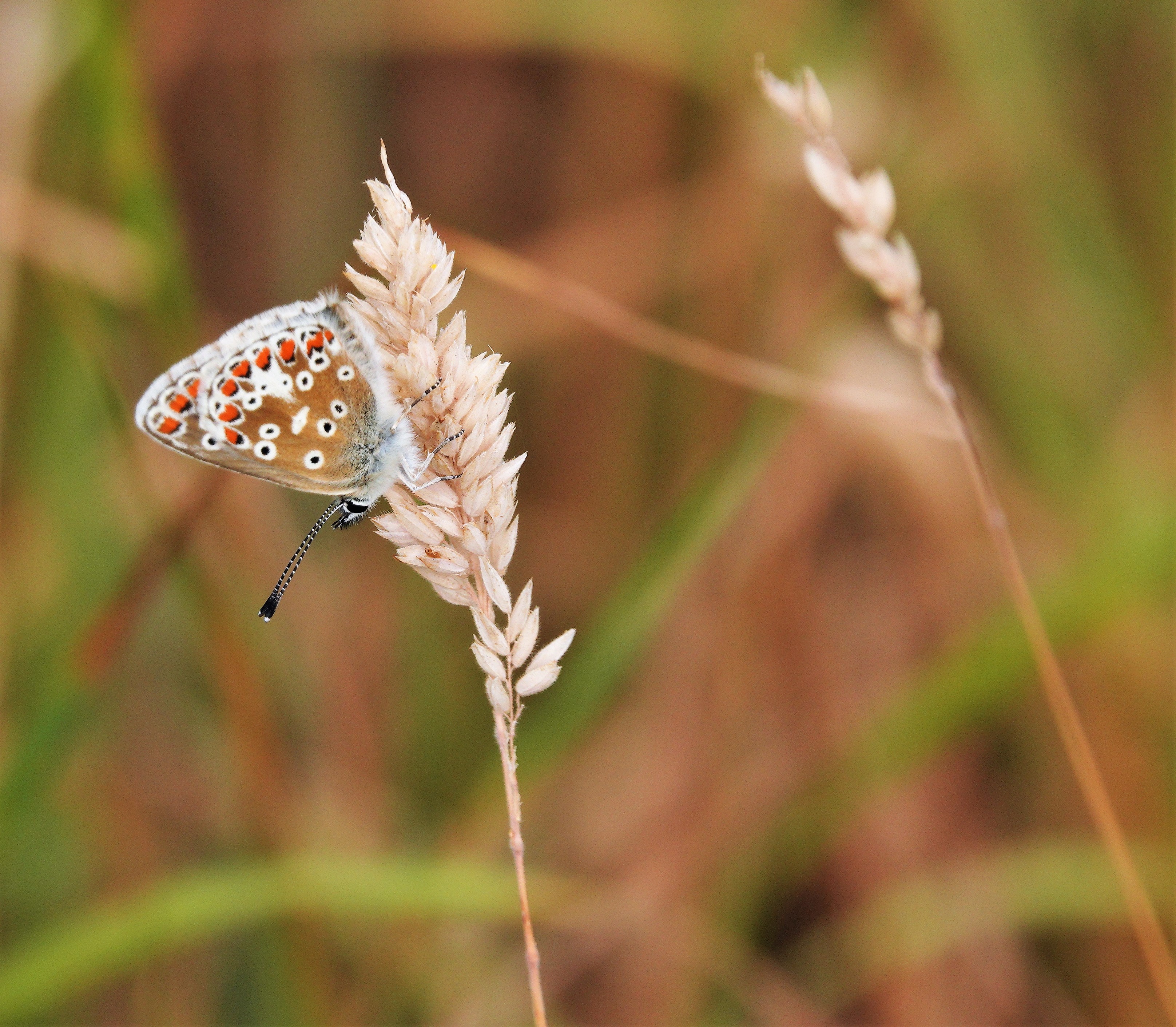 3. Brown Argus underside showing the distinctive figure of eight spotting.