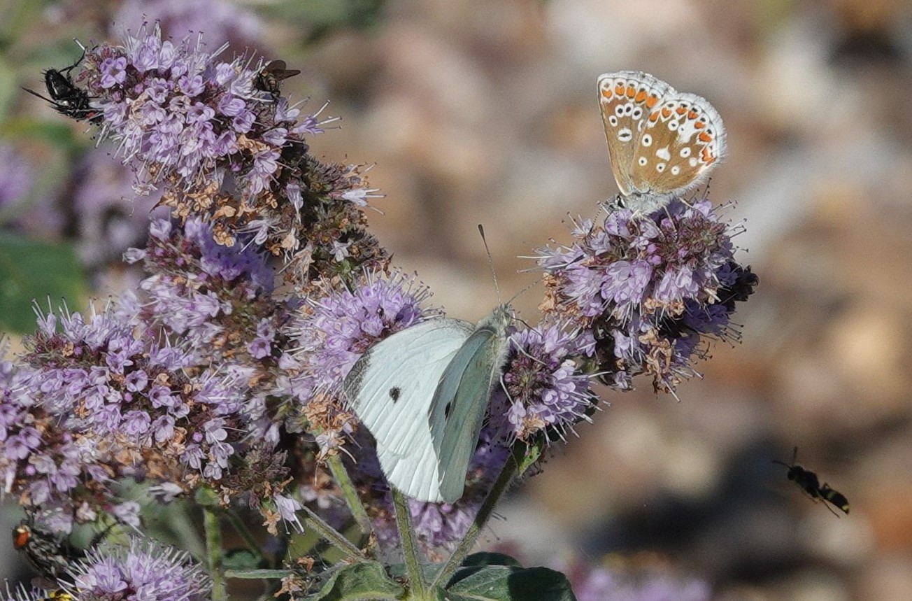 The Brown Argus on this photo is a slight aberration - the giveaway figure of eight spots are absent