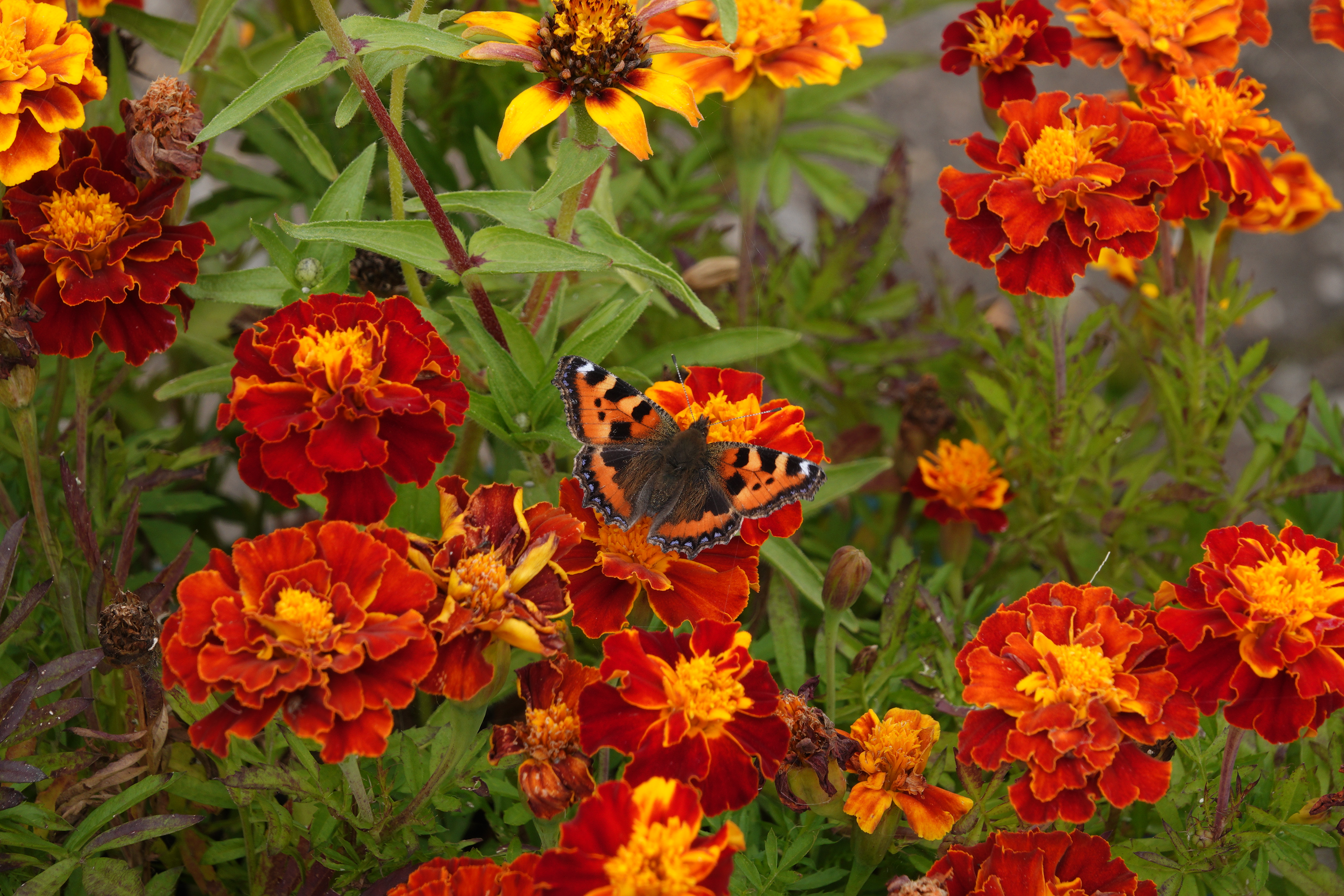 A classic colour combination with the Small Tortoiseshell on French marigolds