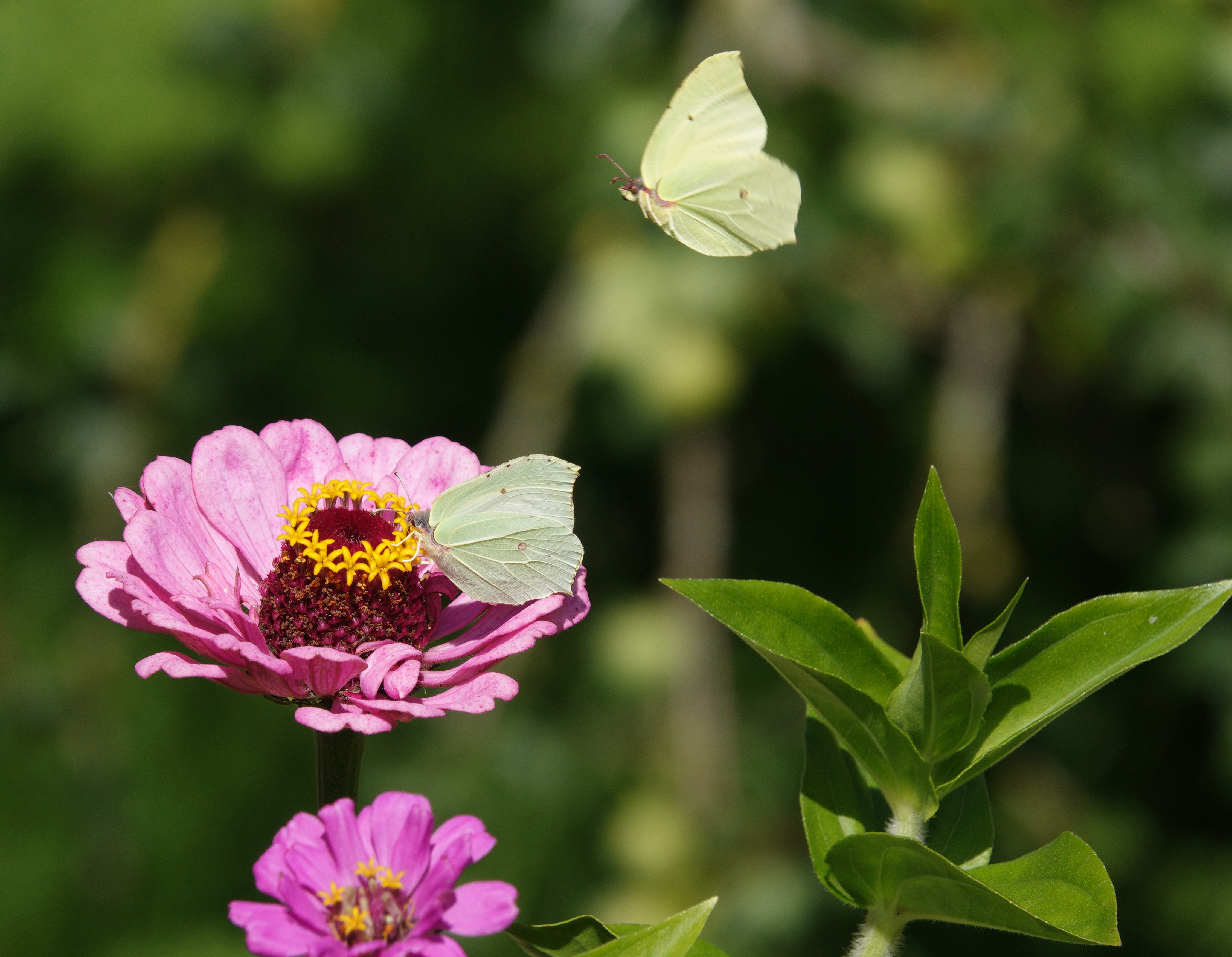 Male Brimstone dropping in to join his female friend on the Zinnia