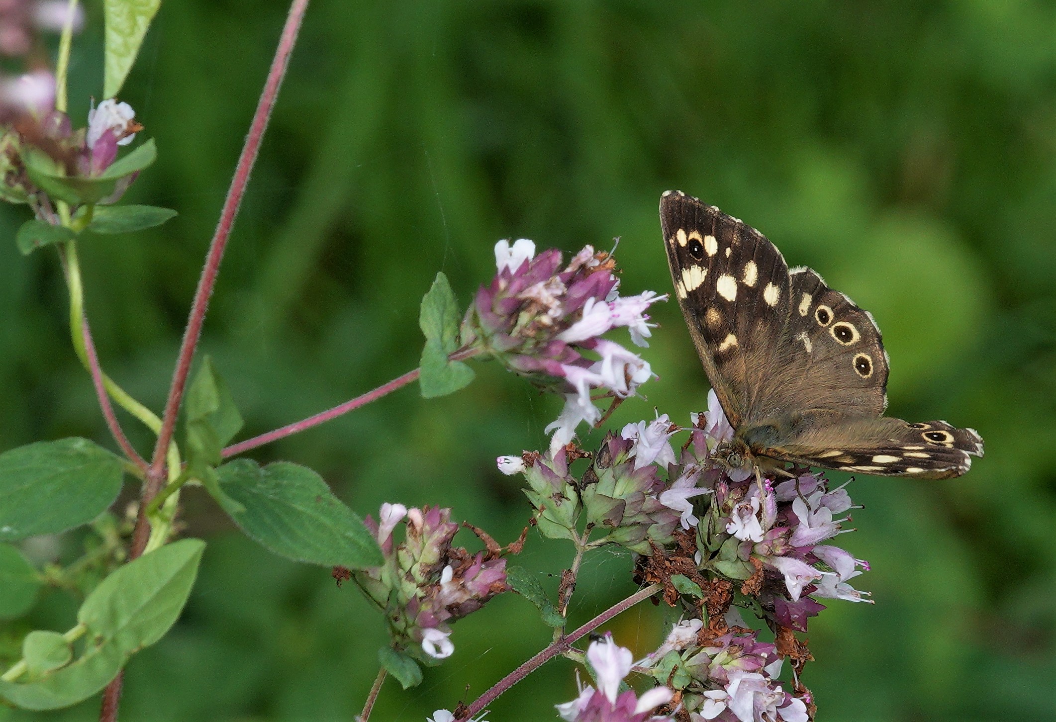 Butterfly of the year - the SPECKLED WOOD. In greater numbers than ever before and truly at home throughout the garden.