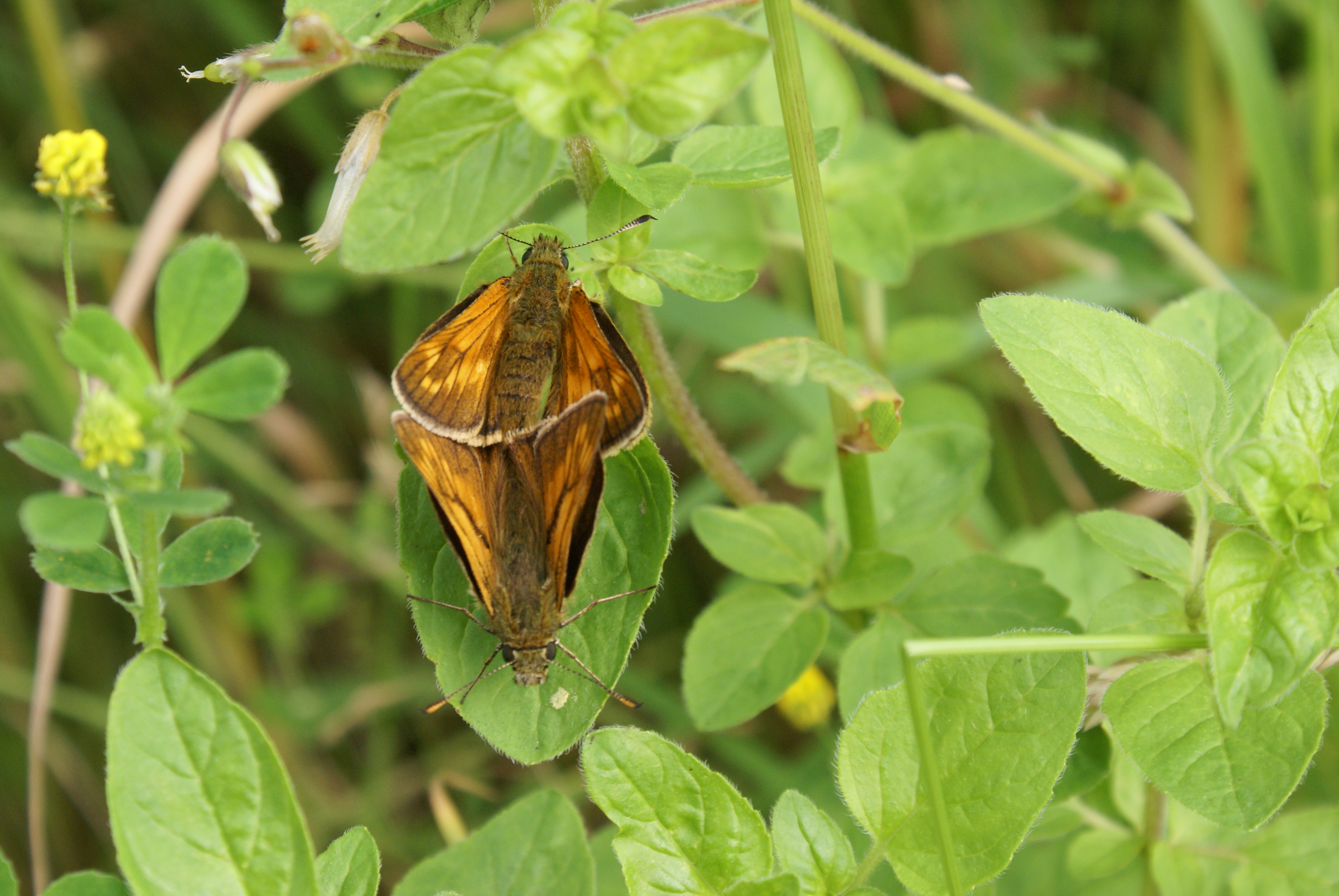 Large Skippers mating