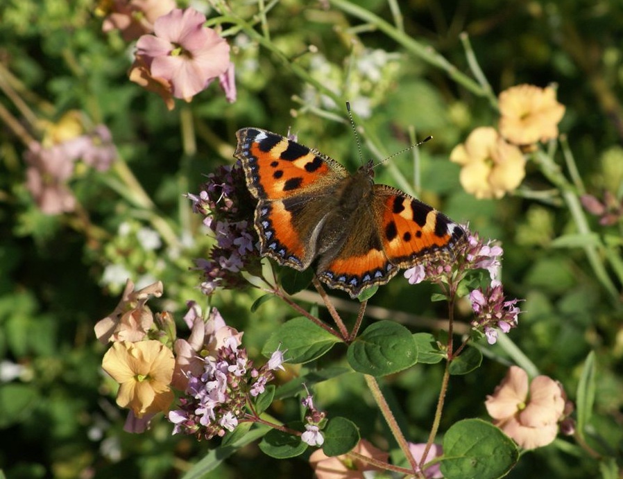 Small Tortoiseshell in record breaking numbers