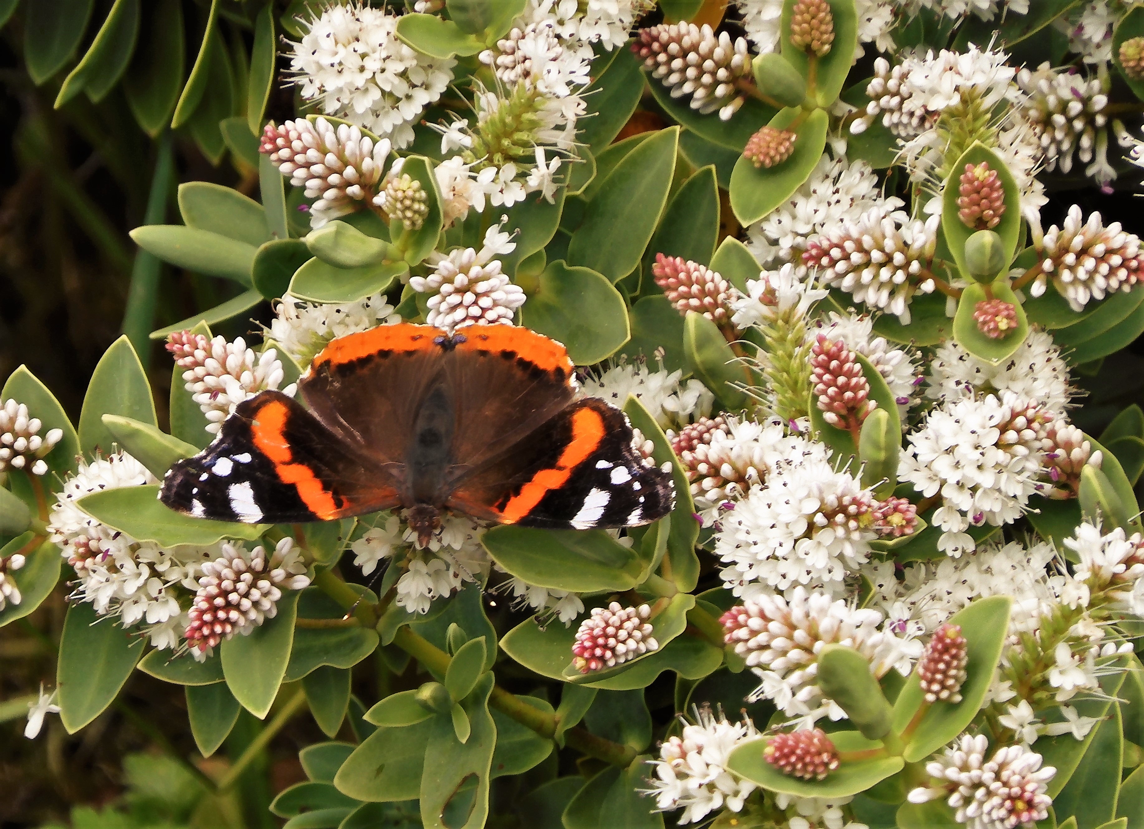 Red Admiral, latest species for best year ever