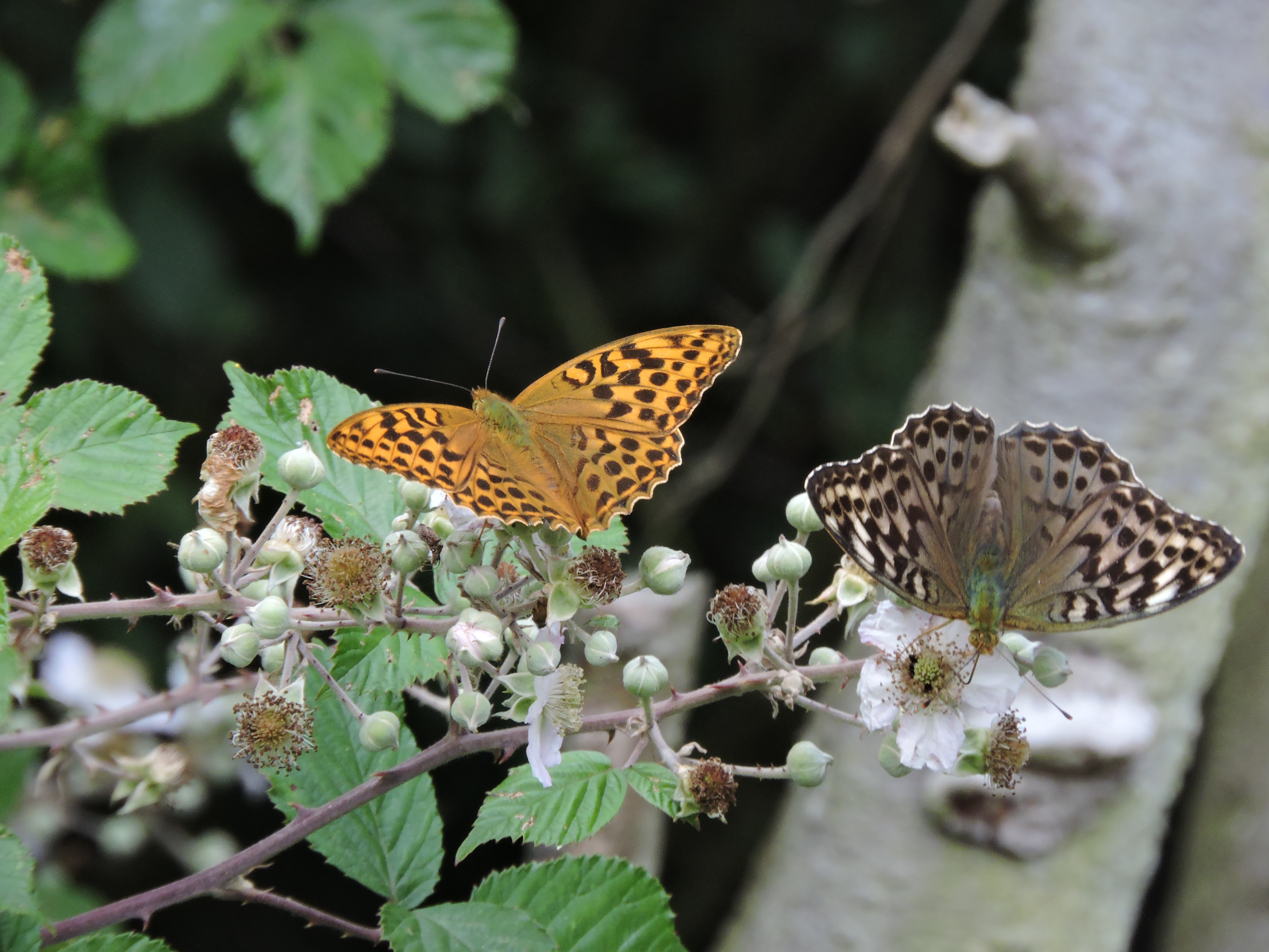 Silver-washed Fritillary females - typical form (left) and Valezina when fresh.
