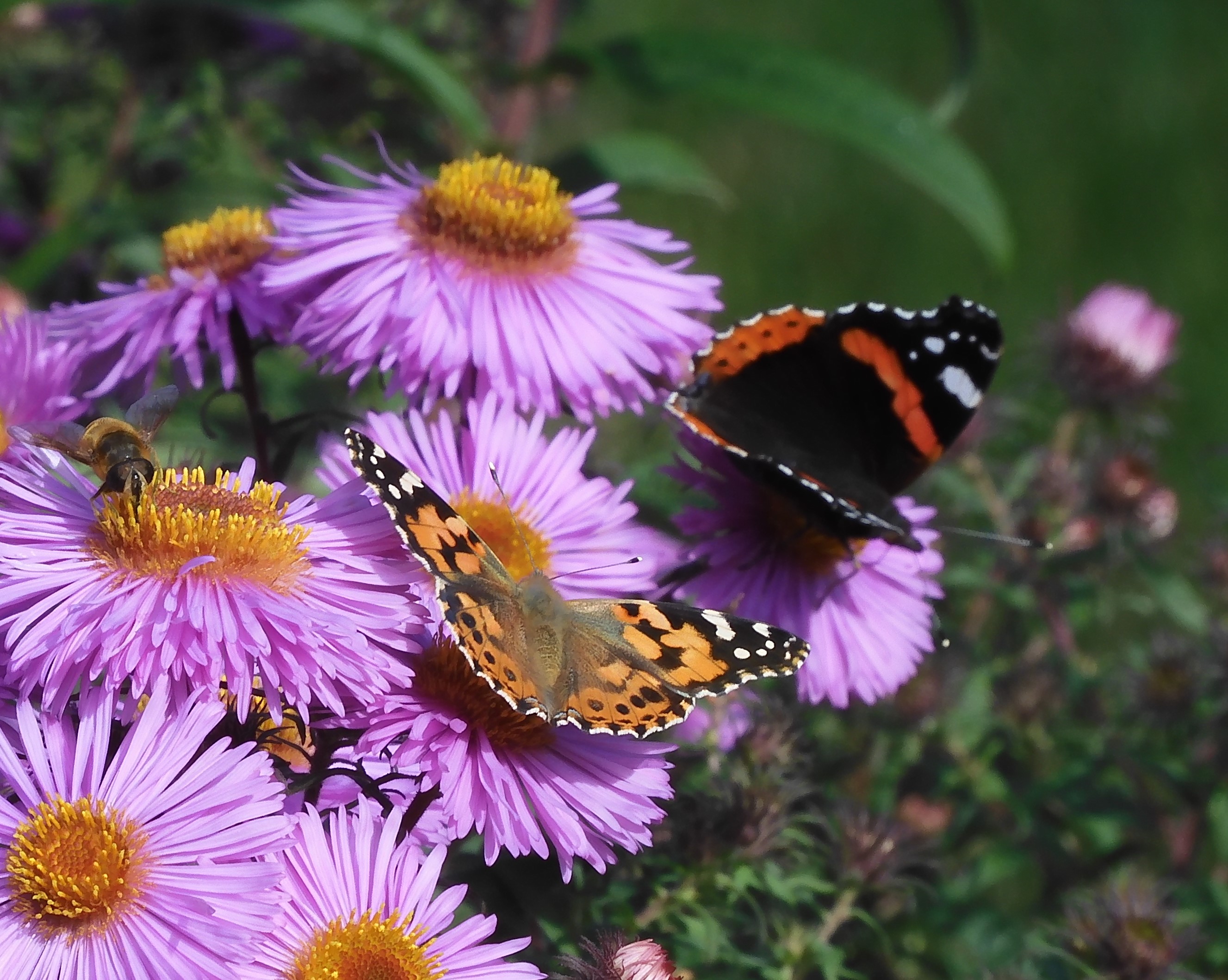 Painted Lady and Red Admiral