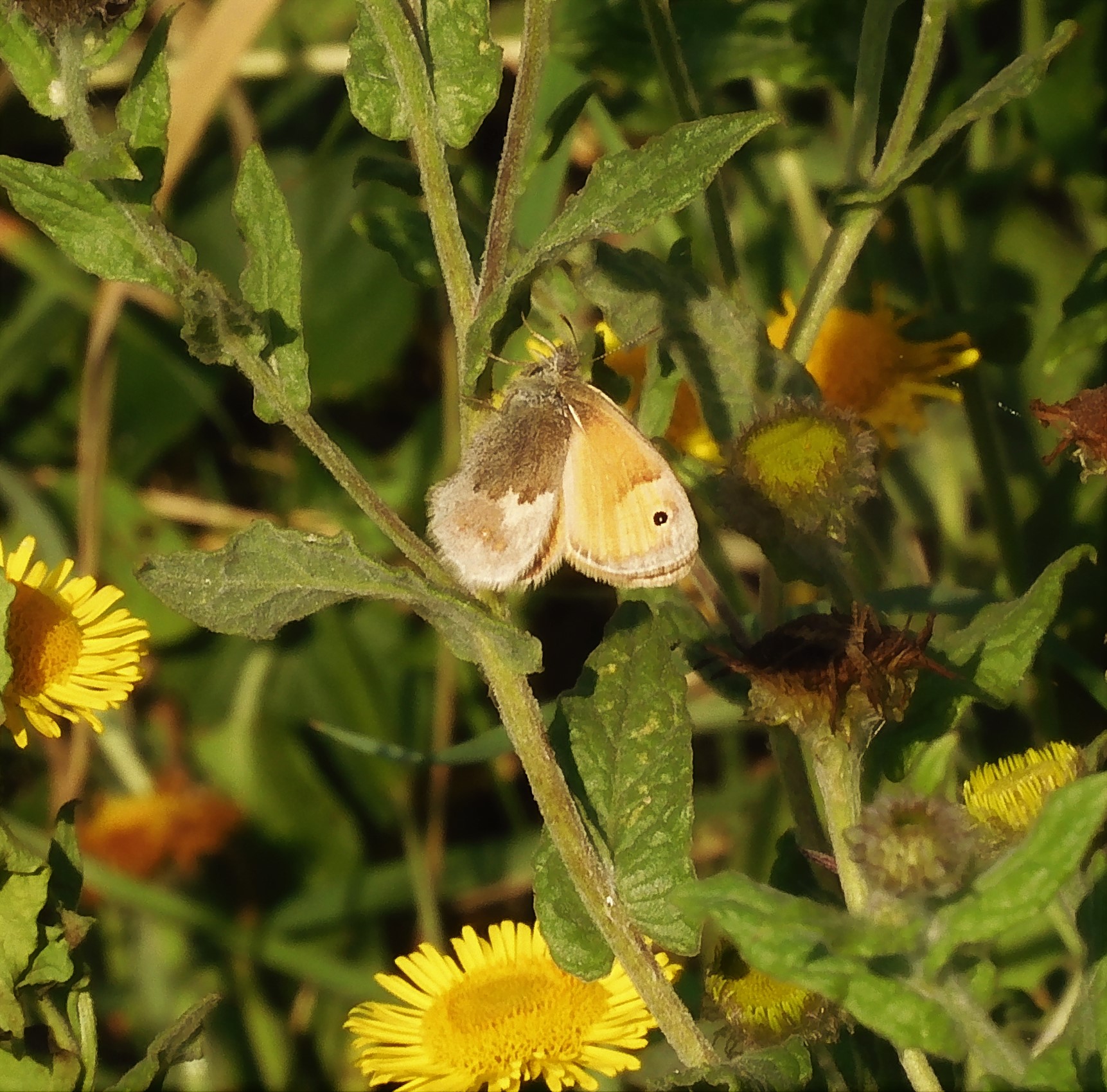SMALL HEATH a very important species to have making a comeback