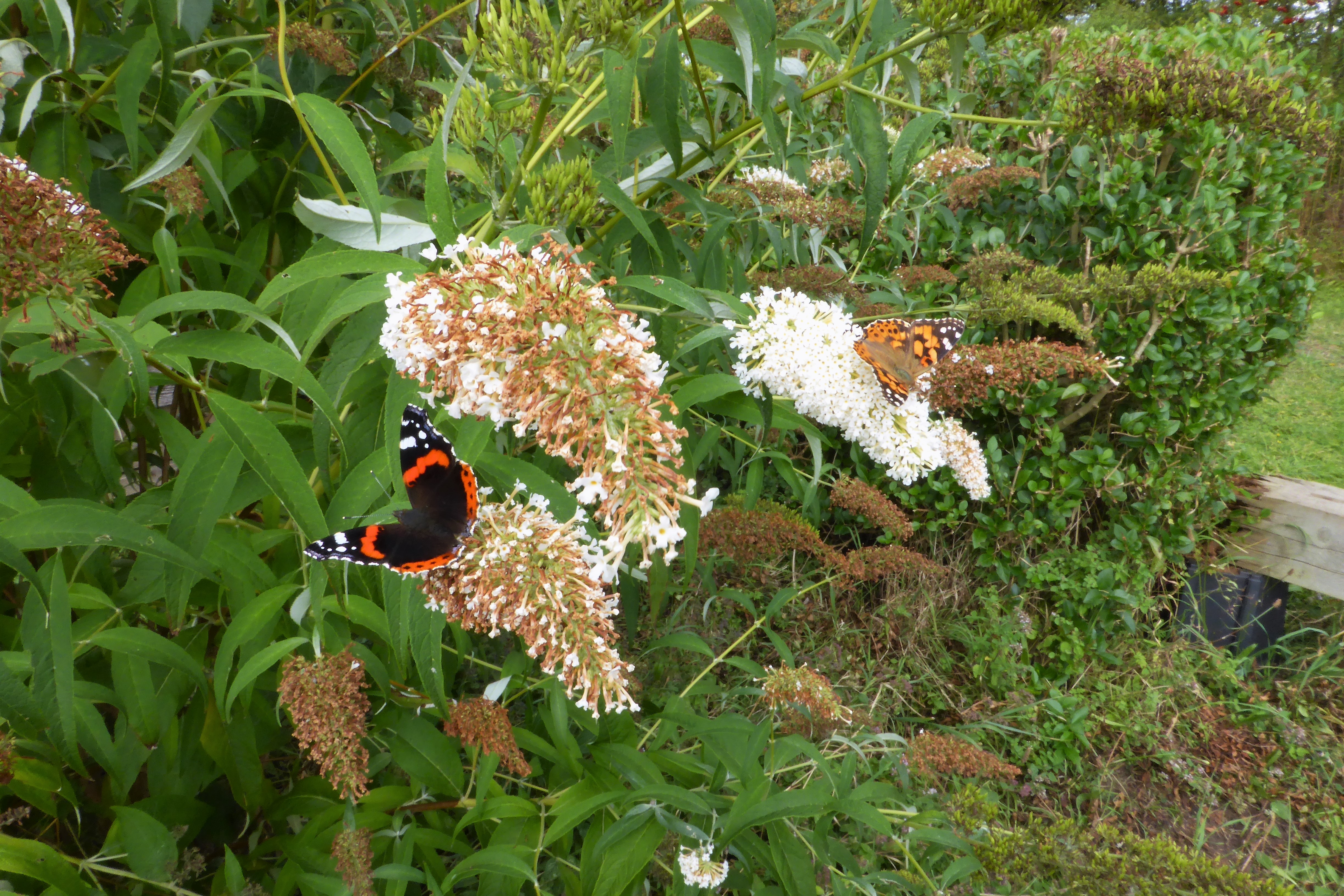 The two regular migrants, Painted Lady and Red Admiral sharing a white buddleia.