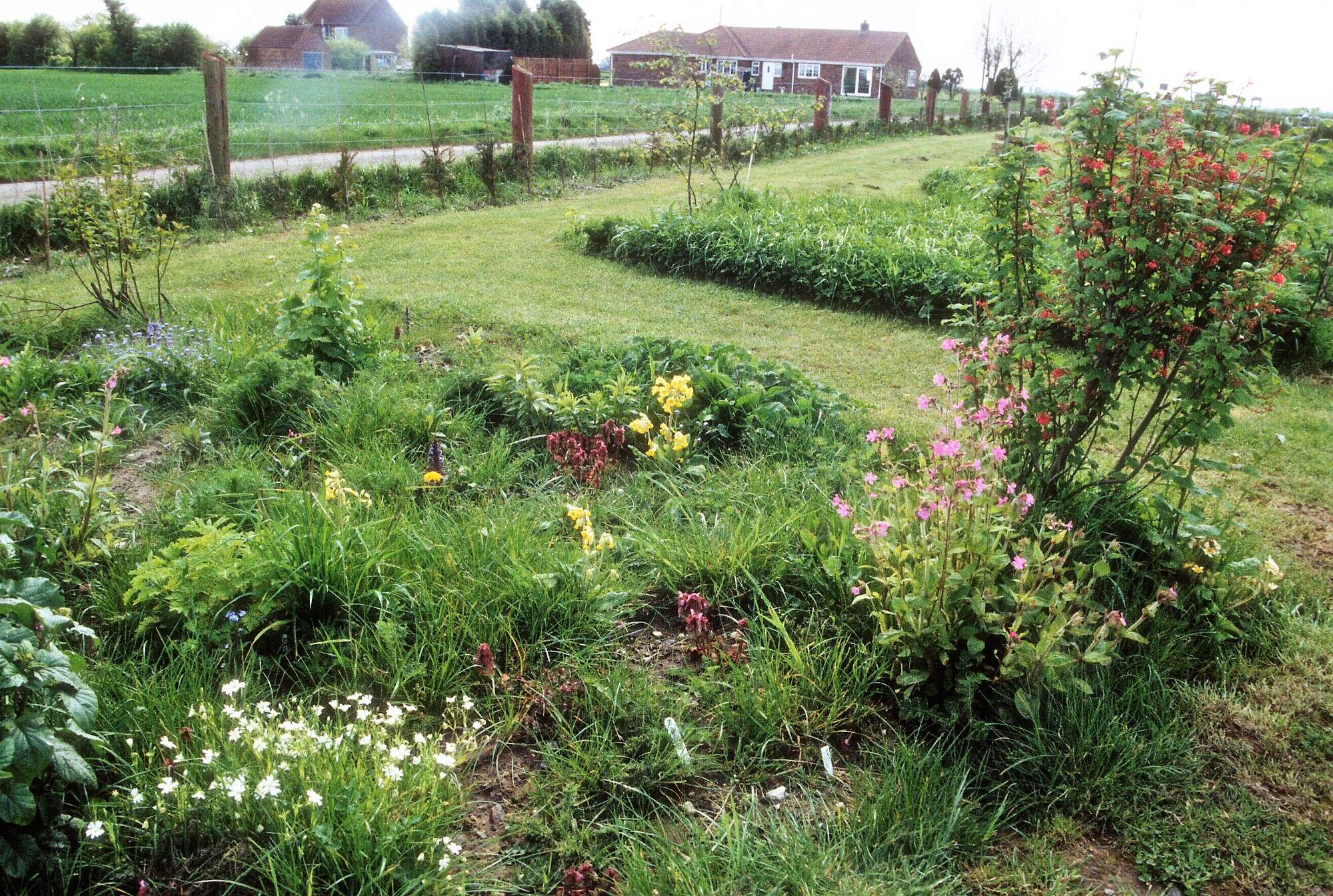 The major job from the very beginning was to provide a wealth of larval and nectar plants throughout.