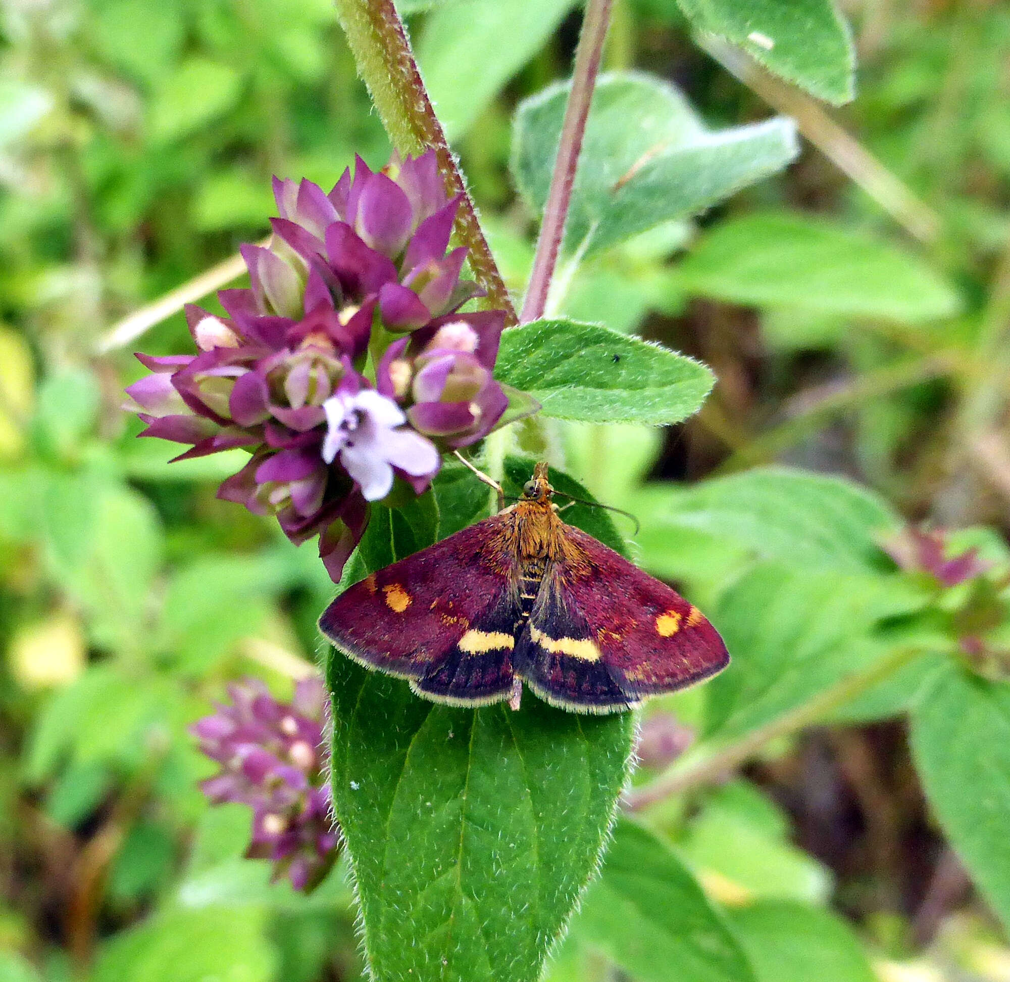 By now the Mint Moth was an established resident day-flying moth.