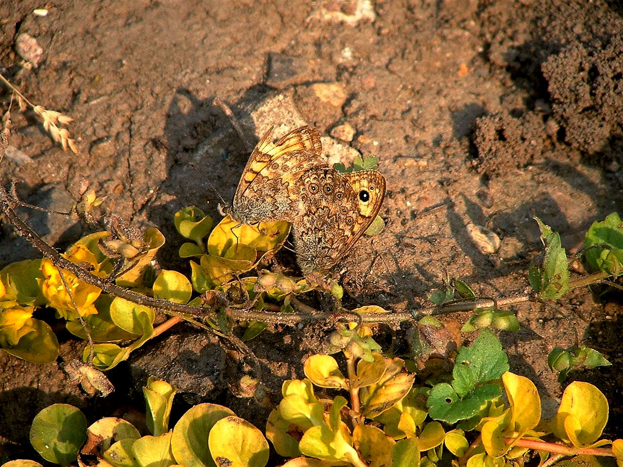 Yet it was the Wall Brown that we declared butterfly of the year, having an amazing season. Little did we know what lay ahead for it....