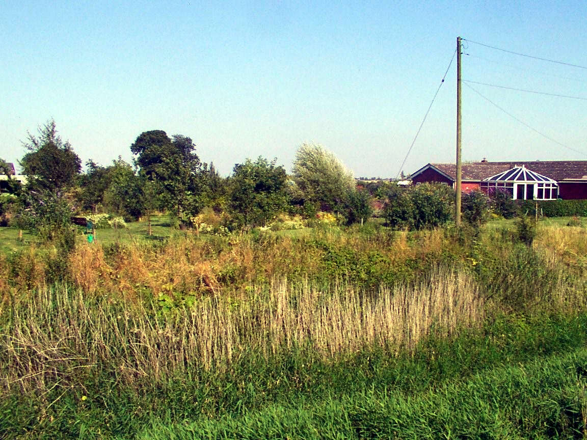 The developing woodland garden seen from over the dyke.