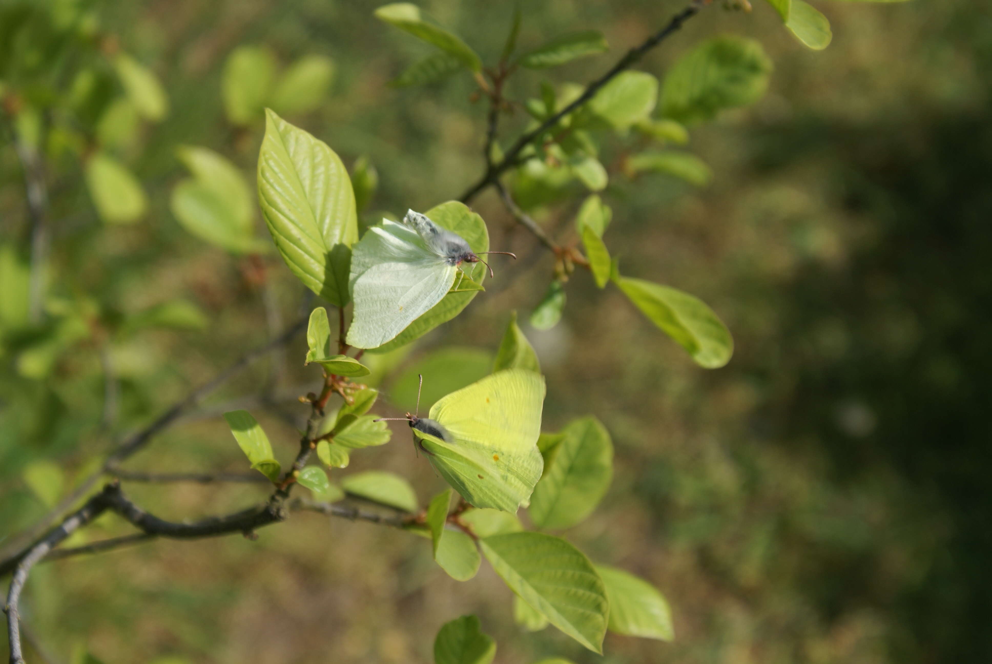 Wonderful to see the courtship antics of the Brimstone.
