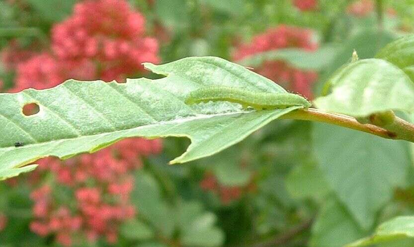 It is easy to pick out the Brimstone larvae on the alder buckthorn by the leaf damage.