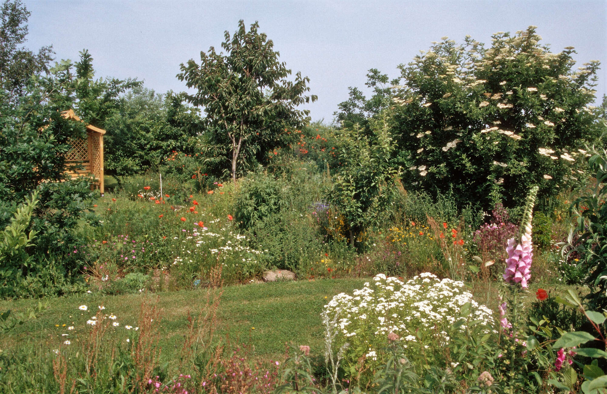Flowery glades now becoming well established in the woodland garden.