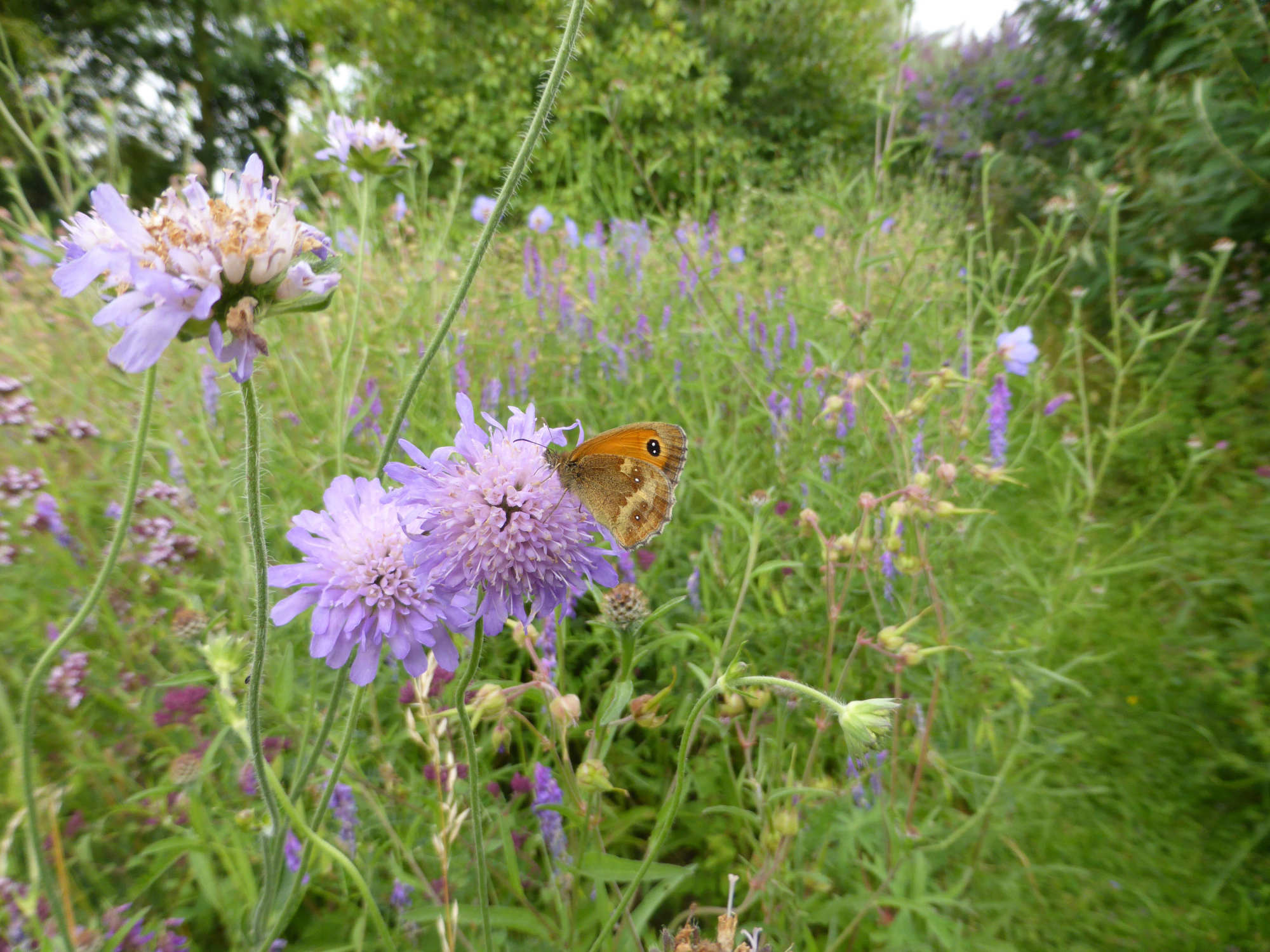 The Gatekeeper does very well here, this shot showing the garden habitat off well.