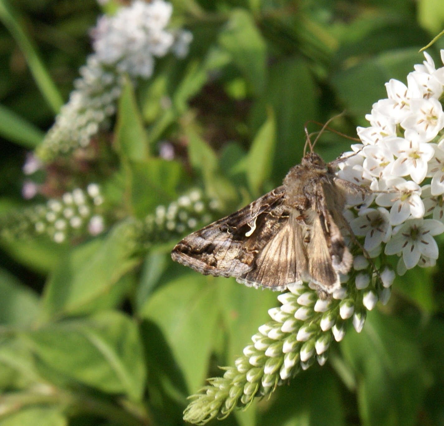The highest count of any species to date occurred in 2006 with phenomenal numbers of the migrant Silver Y moth. 800 were counted in one session, with an overall total of 841.