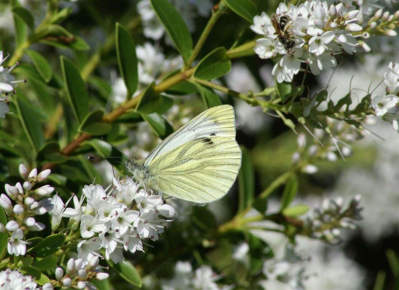 Following the worst butterfly season EVER, it was a complete surprise to see so many species making an amazing comeback - Green-veined White had its BEST season ever.