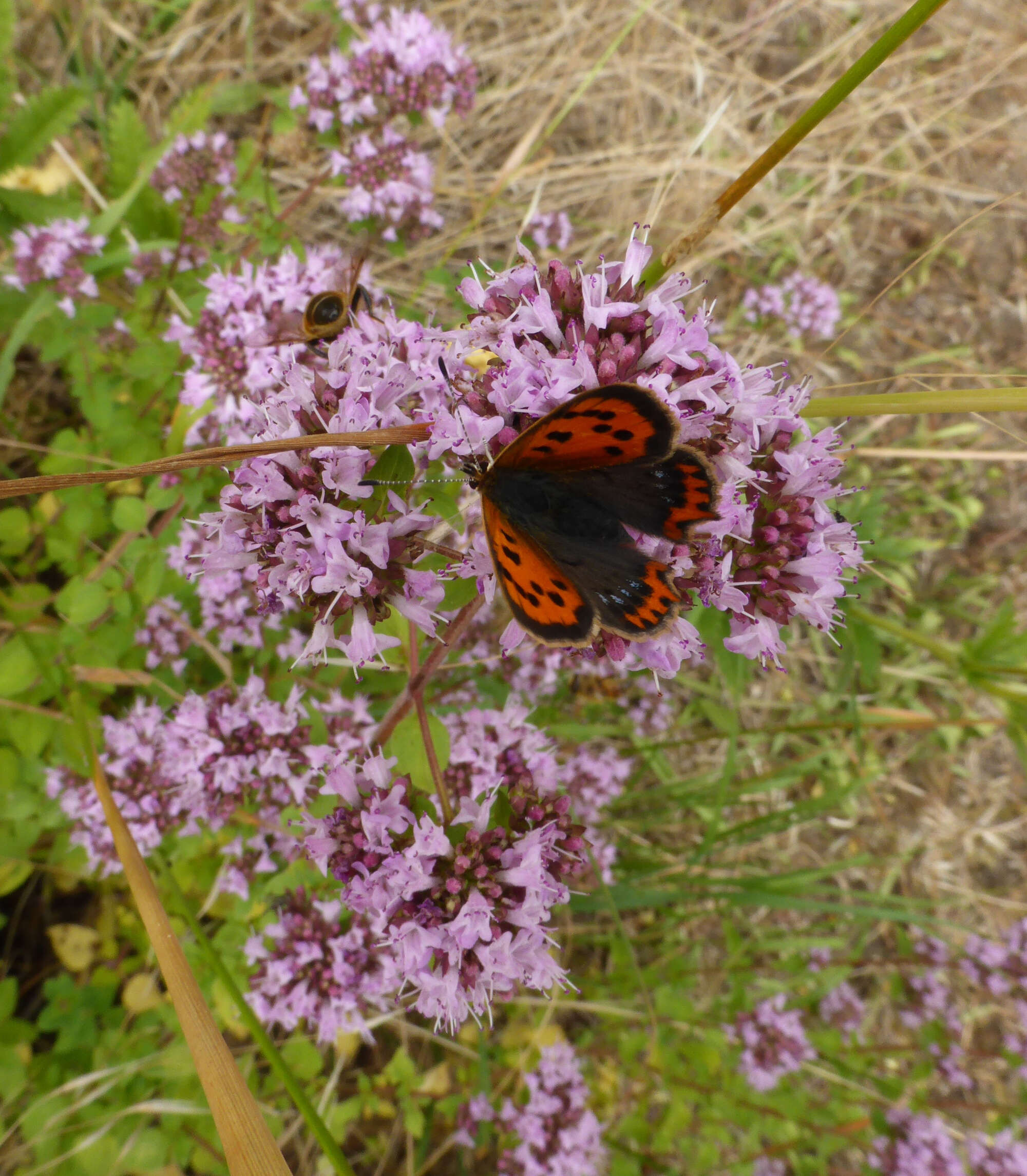 Small Copper excelled, to a lesser extent the Common Blue, and the Wall Brown was very encouraging.