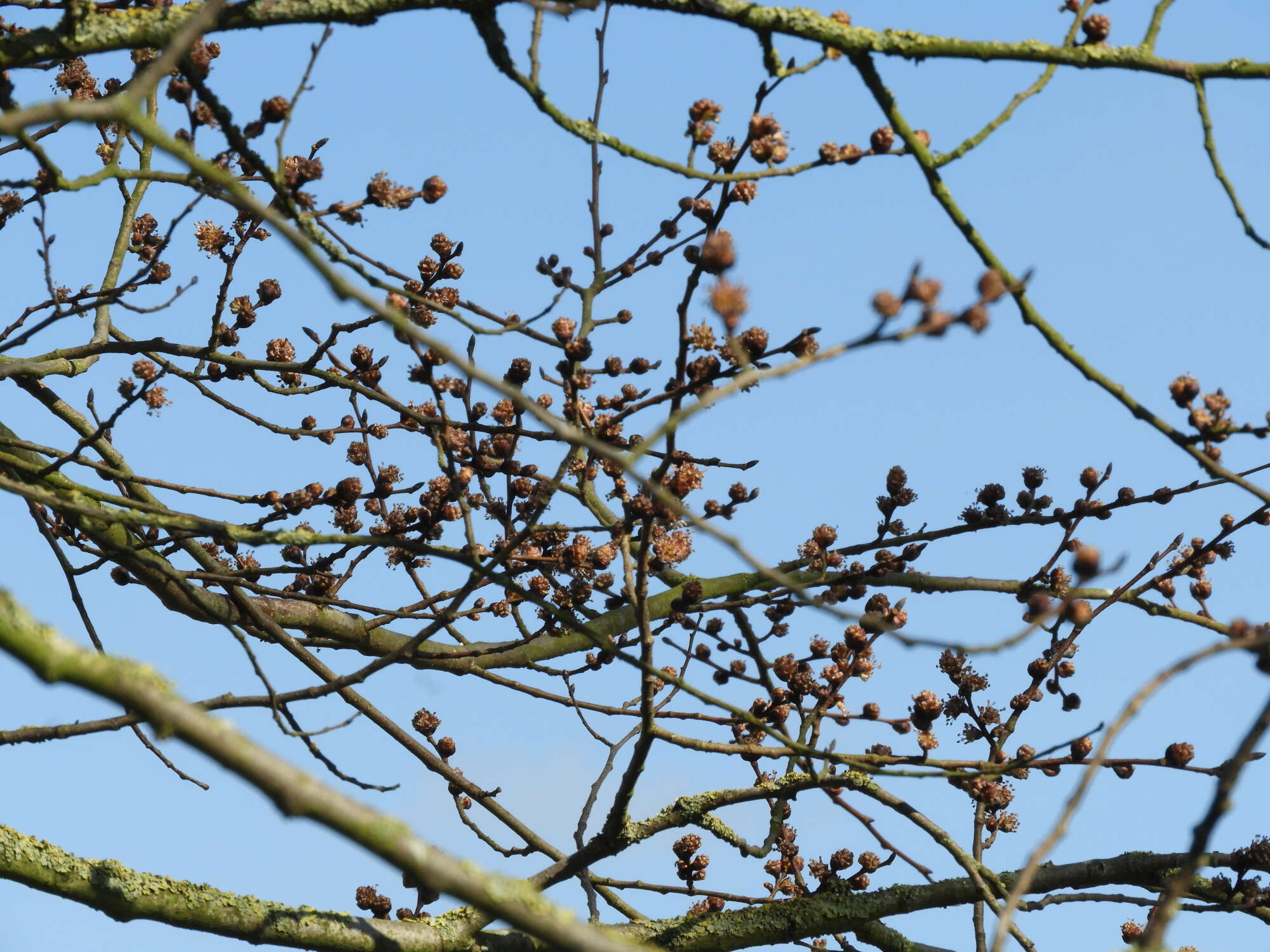 It was encouraging to see flowers on the woodland garden elms, a sign of maturity and a requirement of any potential White-letter Hairstreak larvae.