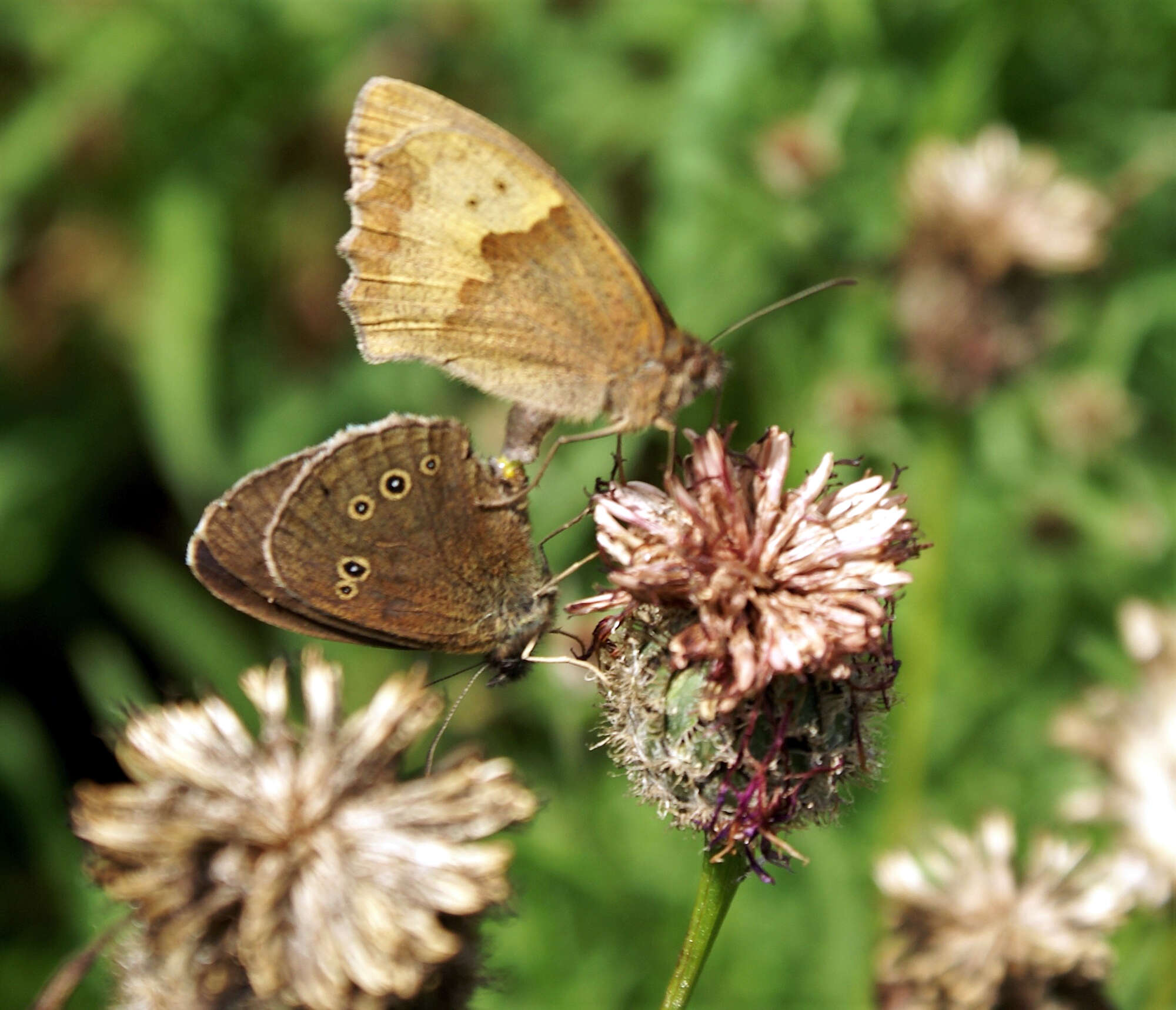 With so few butterflies around this summer I joked about this Ringlet having to make do by mating with a Meadow Brown! A very odd occurence.