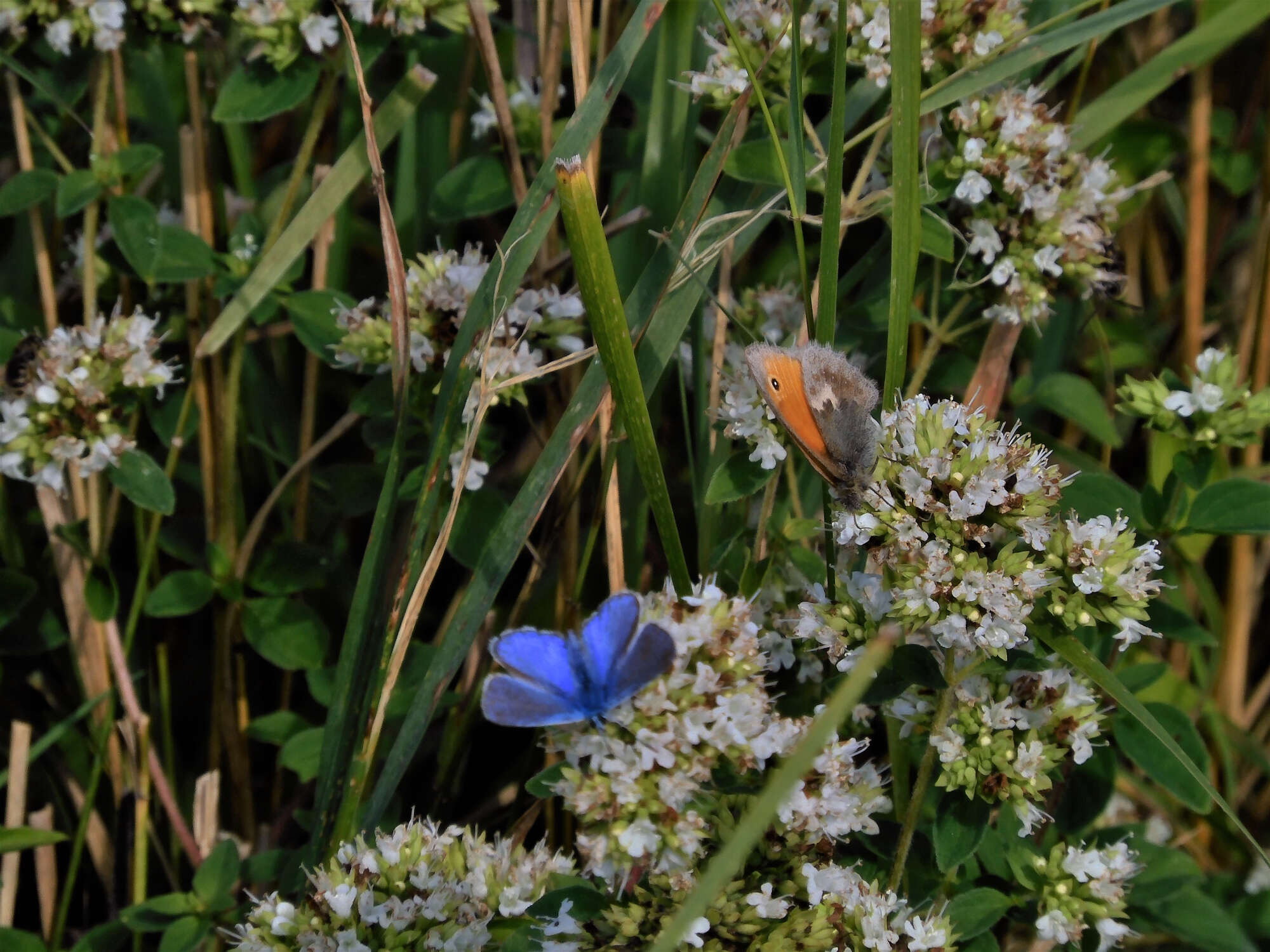 Yet despite the very poor season, we saw our first Small Heath for 10 years.