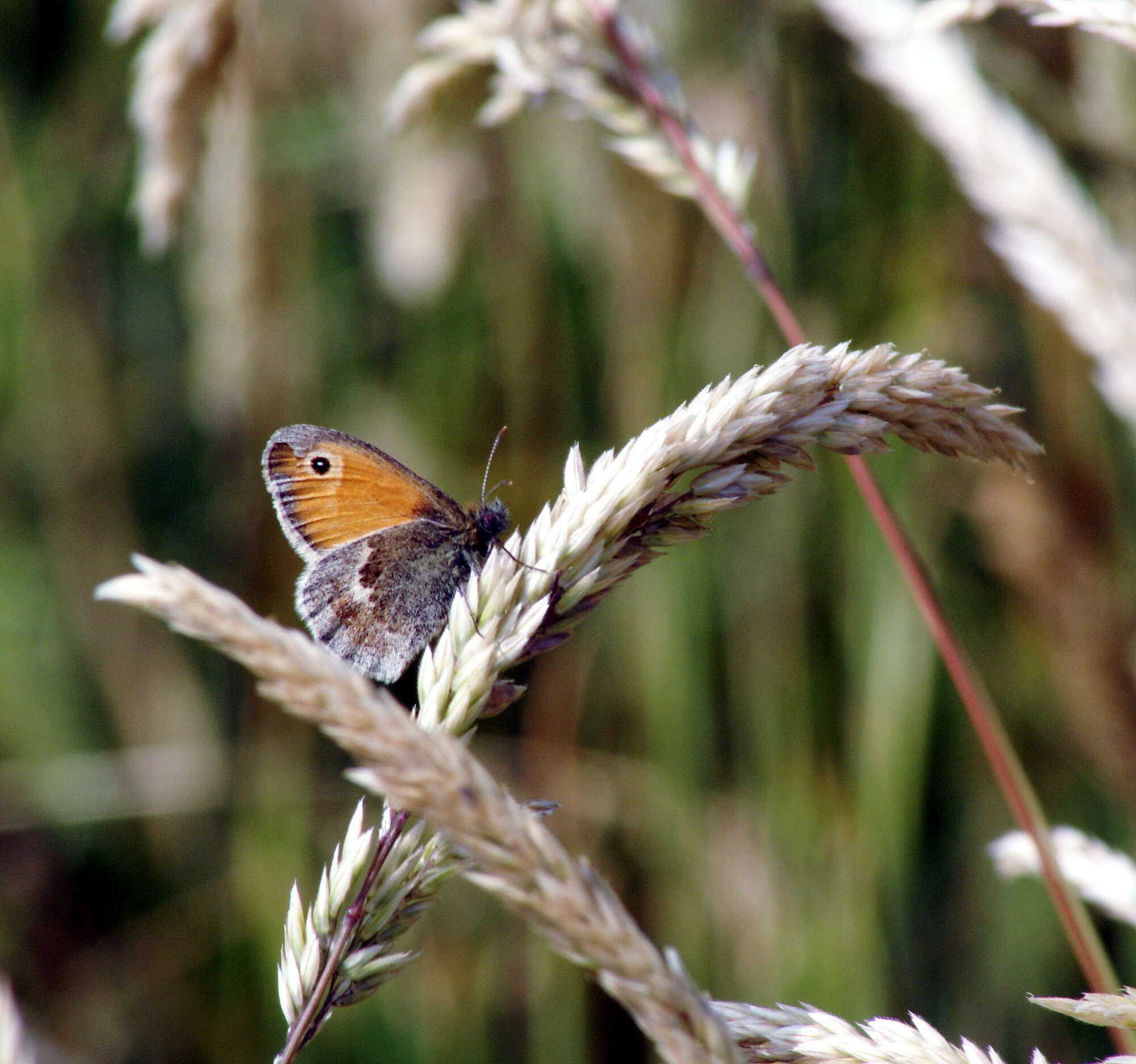 Small Heath had a small colony lasting until 2001.