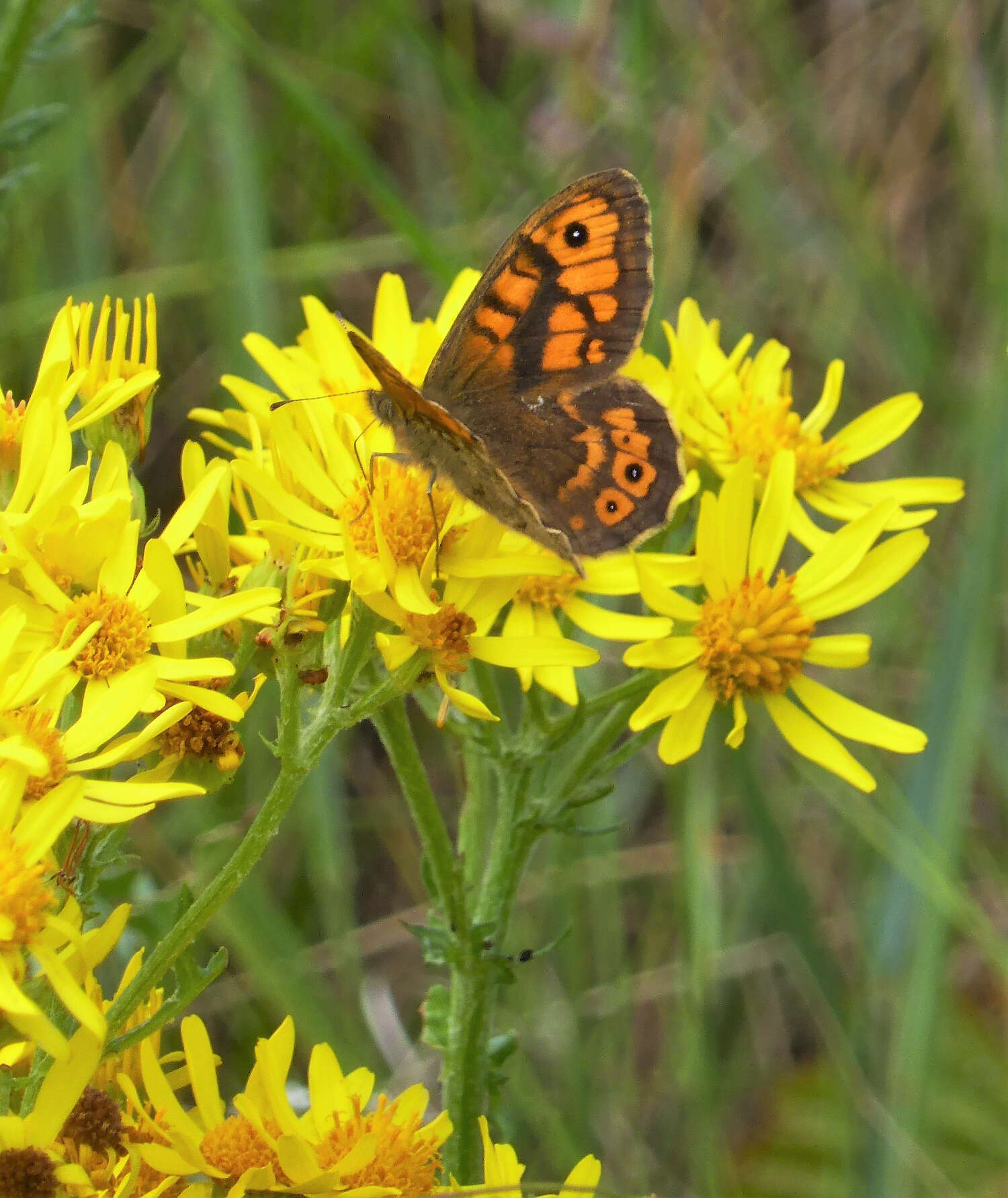 The second wettest summer on record is officially declared the worst butterfly year ever. For us, it marks the departure of the Wall Brown. So sad it has become so rare.