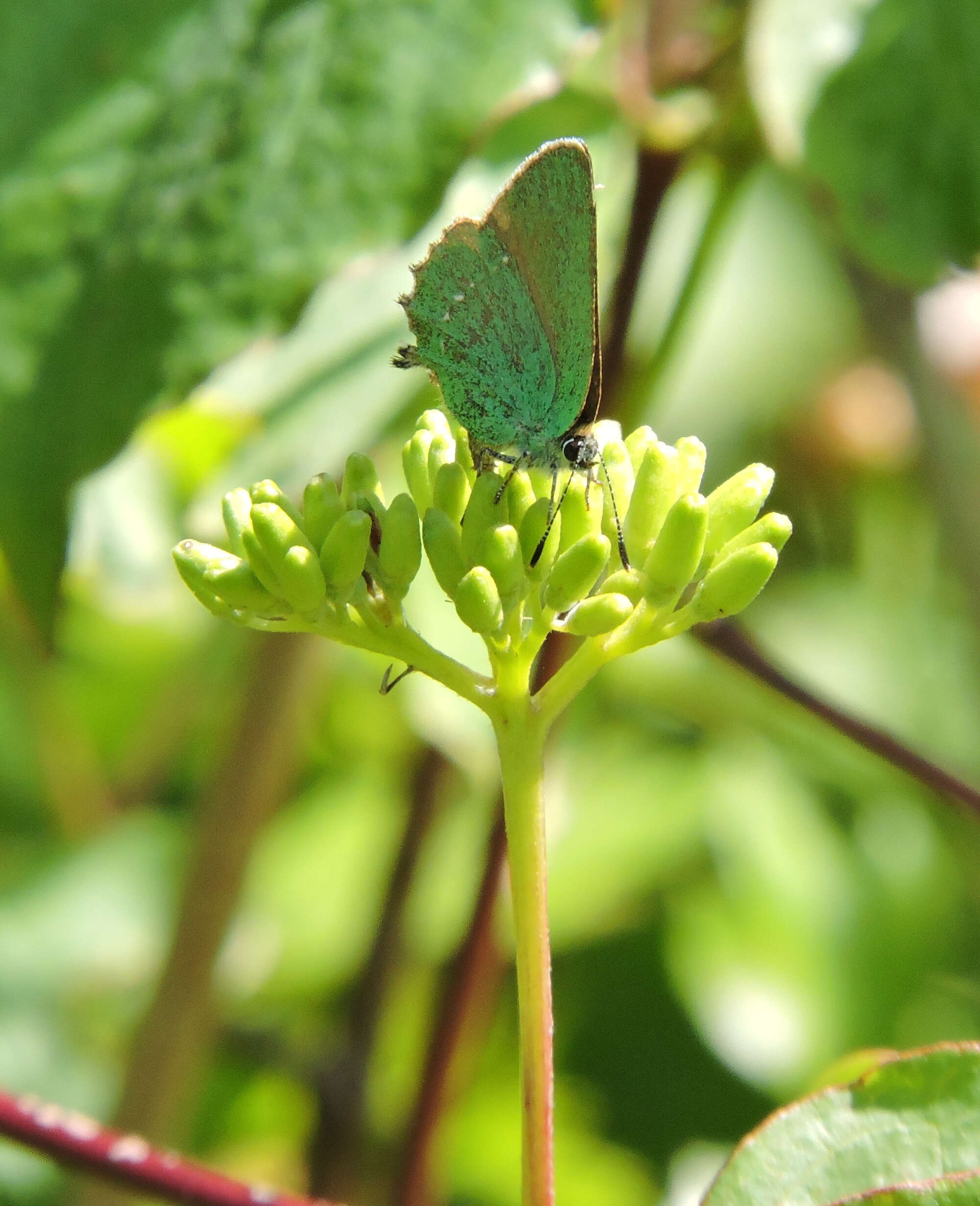 No Green Hairstreaks had ever been recorded in our area - until now! Seen on dogwood, one of its foodplants, this butterfly does not wander and is our claim to fame!
